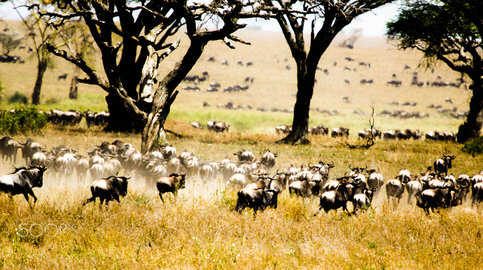 Canon EF 100-400mm F4.5-5.6L IS USM sample photo. The great migration photography