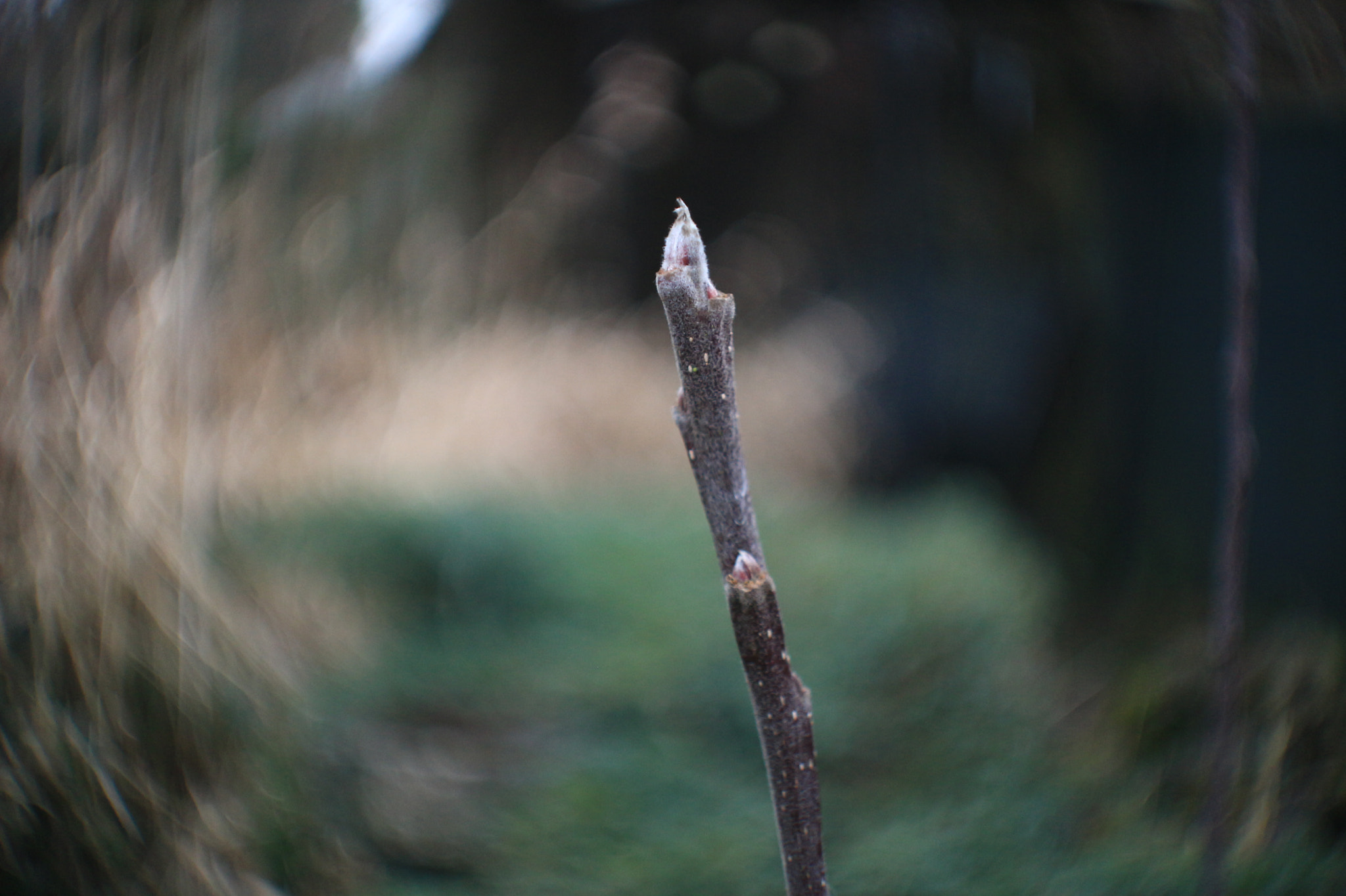 Canon EOS 100D (EOS Rebel SL1 / EOS Kiss X7) + Canon EF 40mm F2.8 STM sample photo. Buds photography
