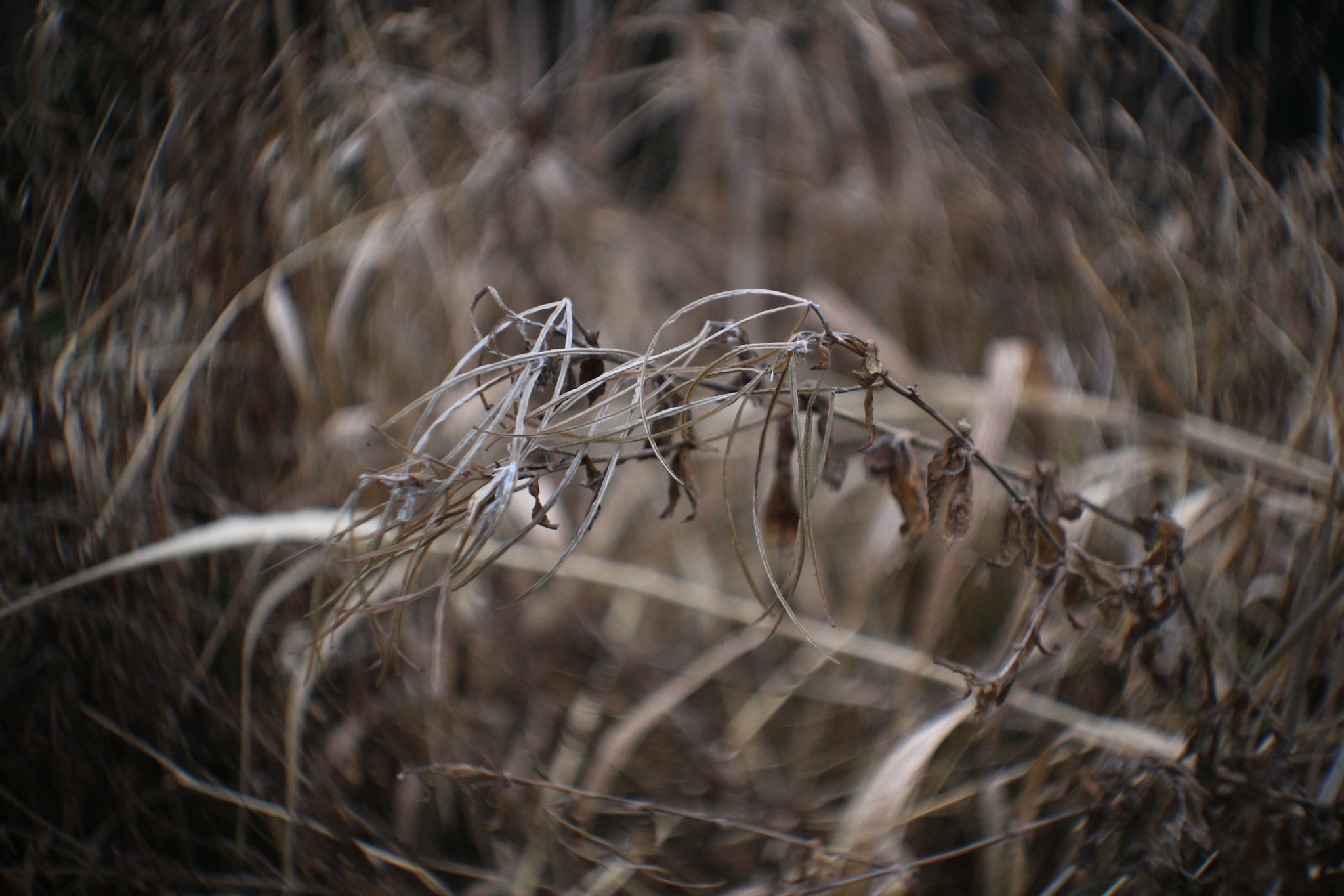 Canon EOS 100D (EOS Rebel SL1 / EOS Kiss X7) sample photo. Plant photography