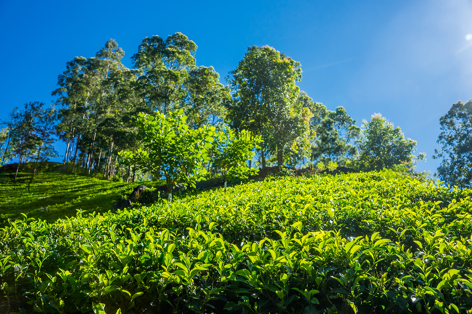 Sony a99 II sample photo. Tea plantation in the mountains of sri lanka. photography