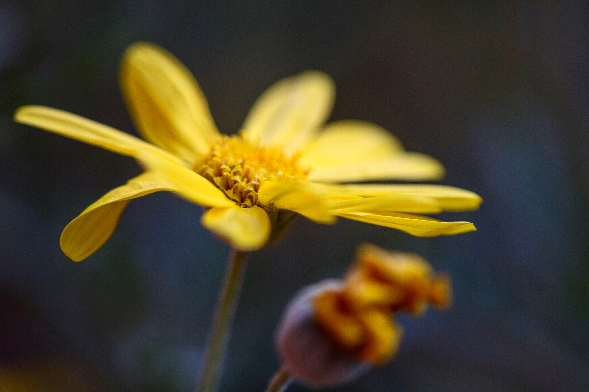 Sigma APO Macro 150mm f/2.8 EX DG HSM sample photo. Waiting for spring photography