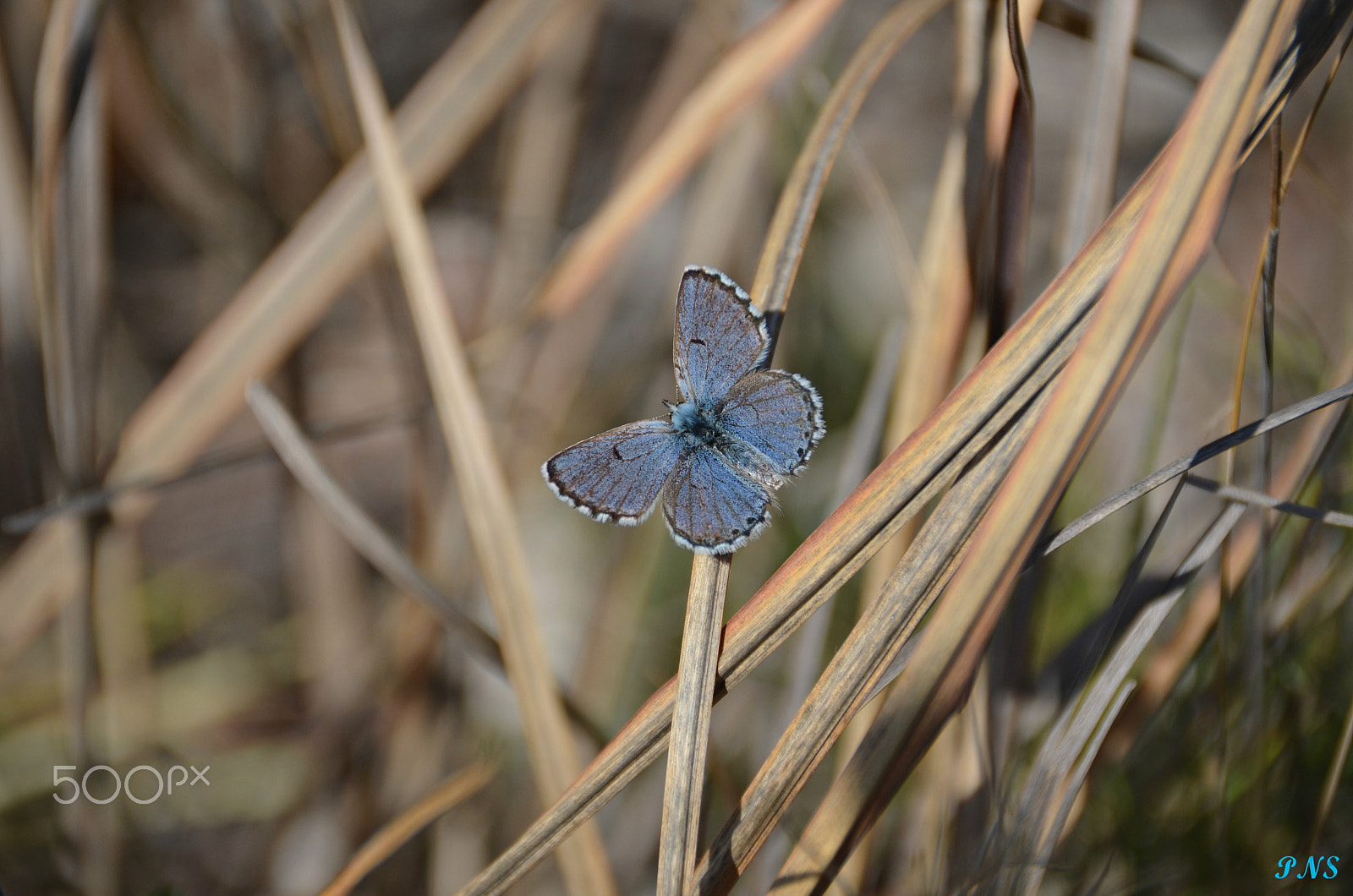 Sigma 18-200mm F3.5-6.3 II DC OS HSM sample photo. Butterfly photography