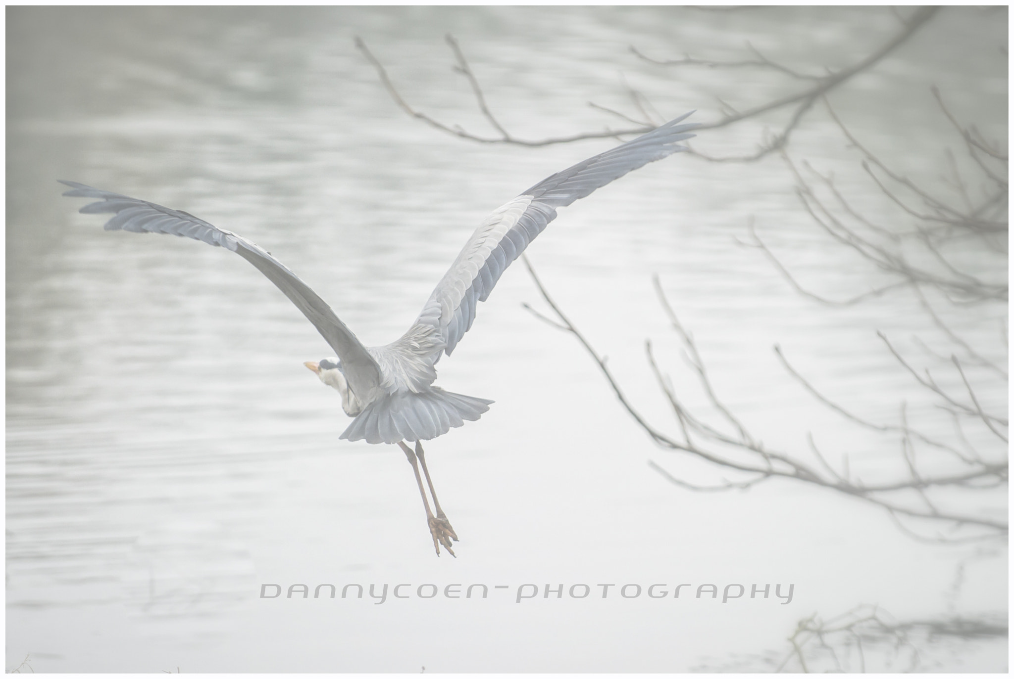 Nikon D3S sample photo. Grey heron in the mist. photography