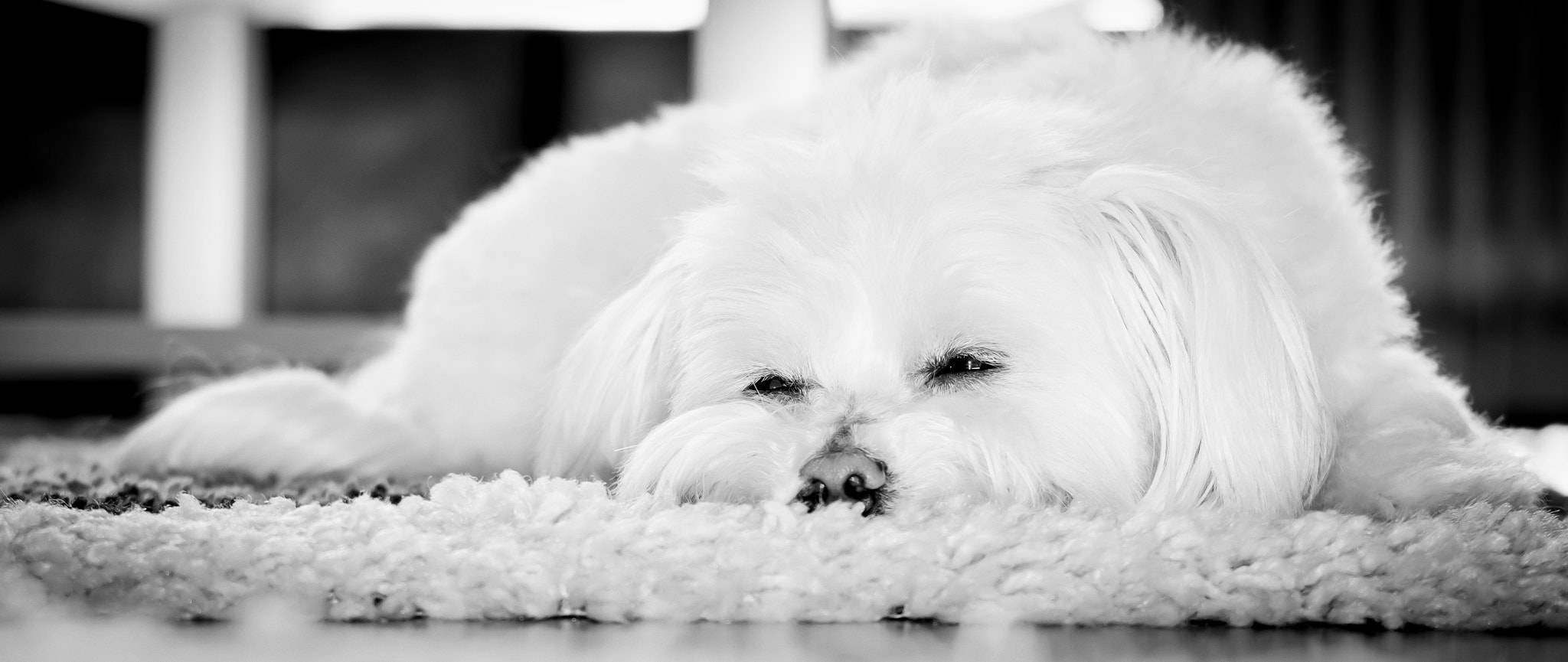 Fujifilm X-E2 + Fujifilm XC 50-230mm F4.5-6.7 OIS II sample photo. Füge dog photography