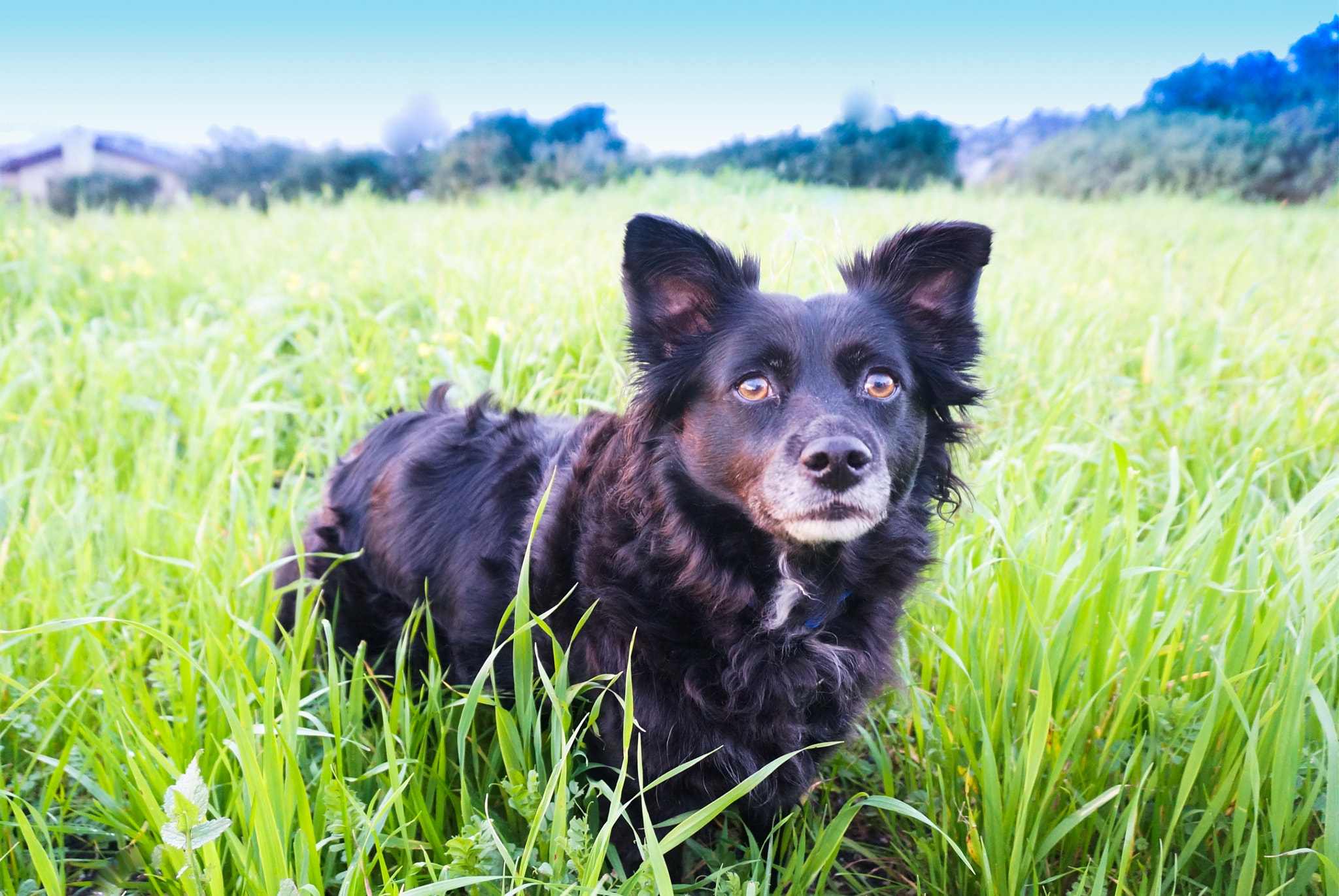 Sony Alpha NEX-6 sample photo. My little beast lance! photography