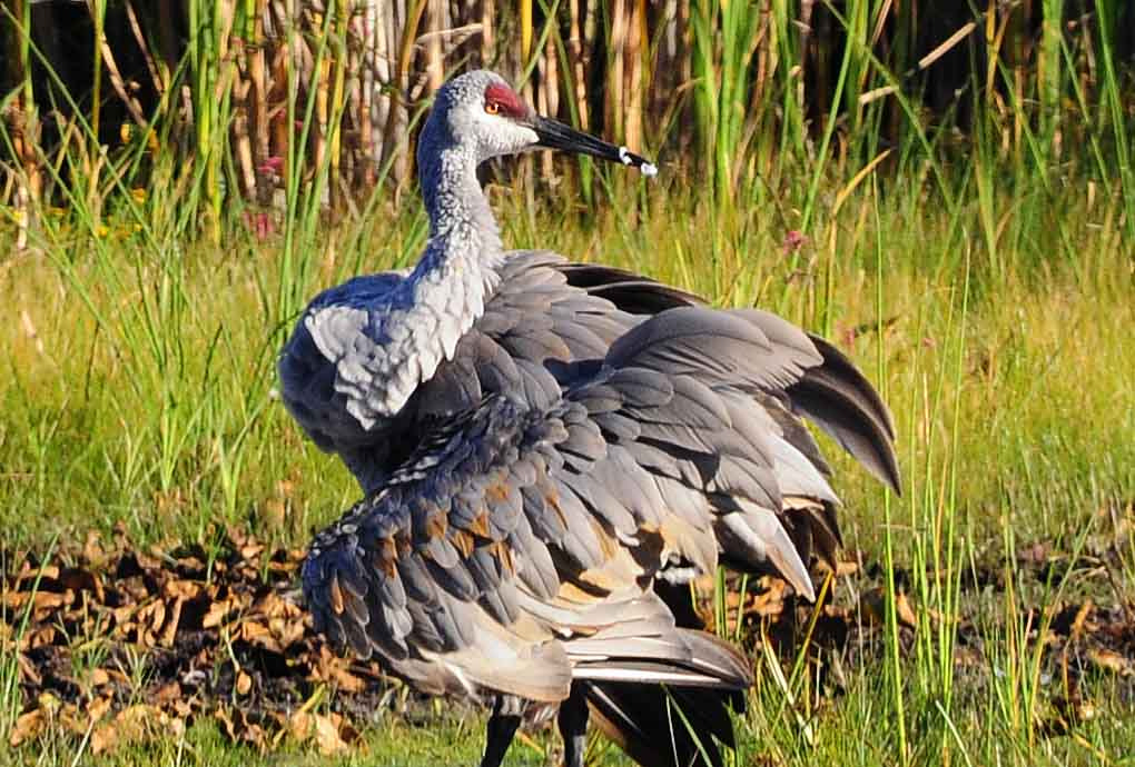 Nikon D300 sample photo. Sandhill crane photography