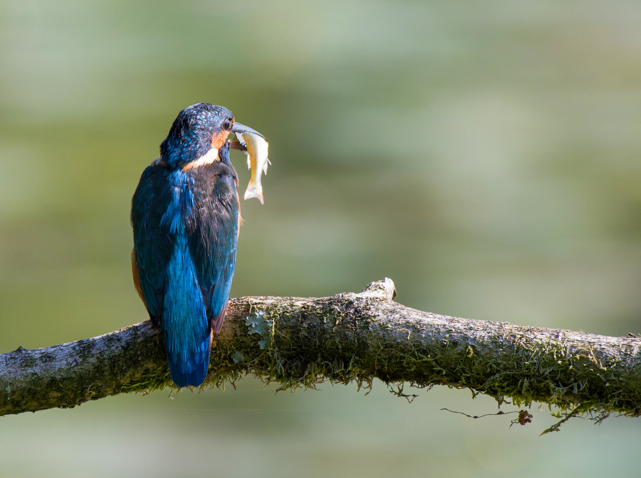 Pentax smc DA* 300mm F4.0 ED (IF) SDM sample photo. Ijsvogel photography