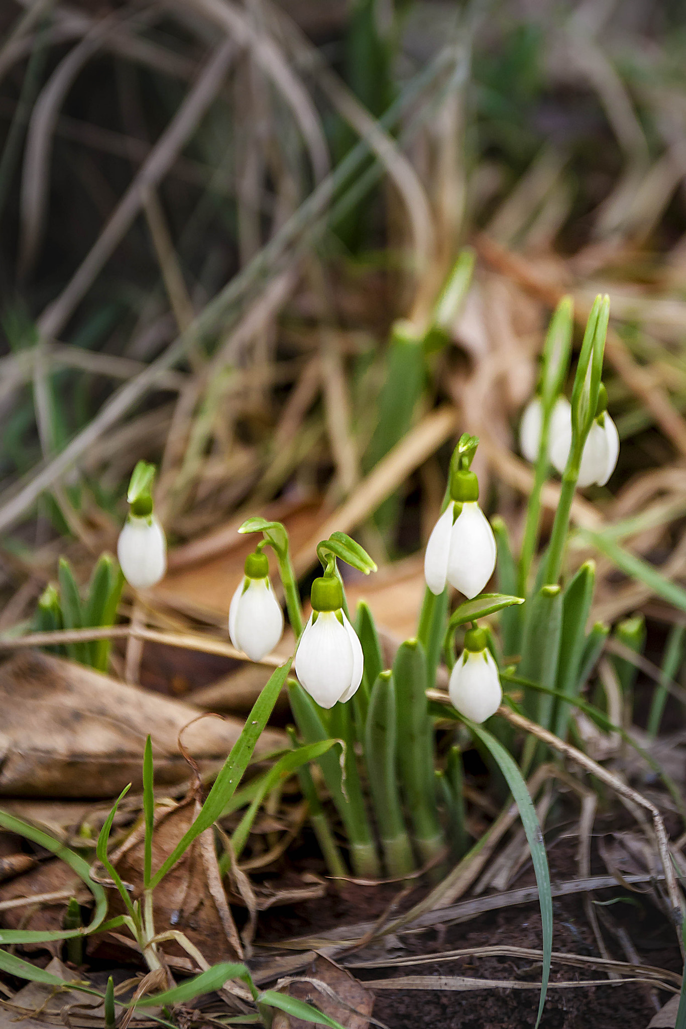 Canon EOS 450D (EOS Rebel XSi / EOS Kiss X2) sample photo. First snowdrops photography