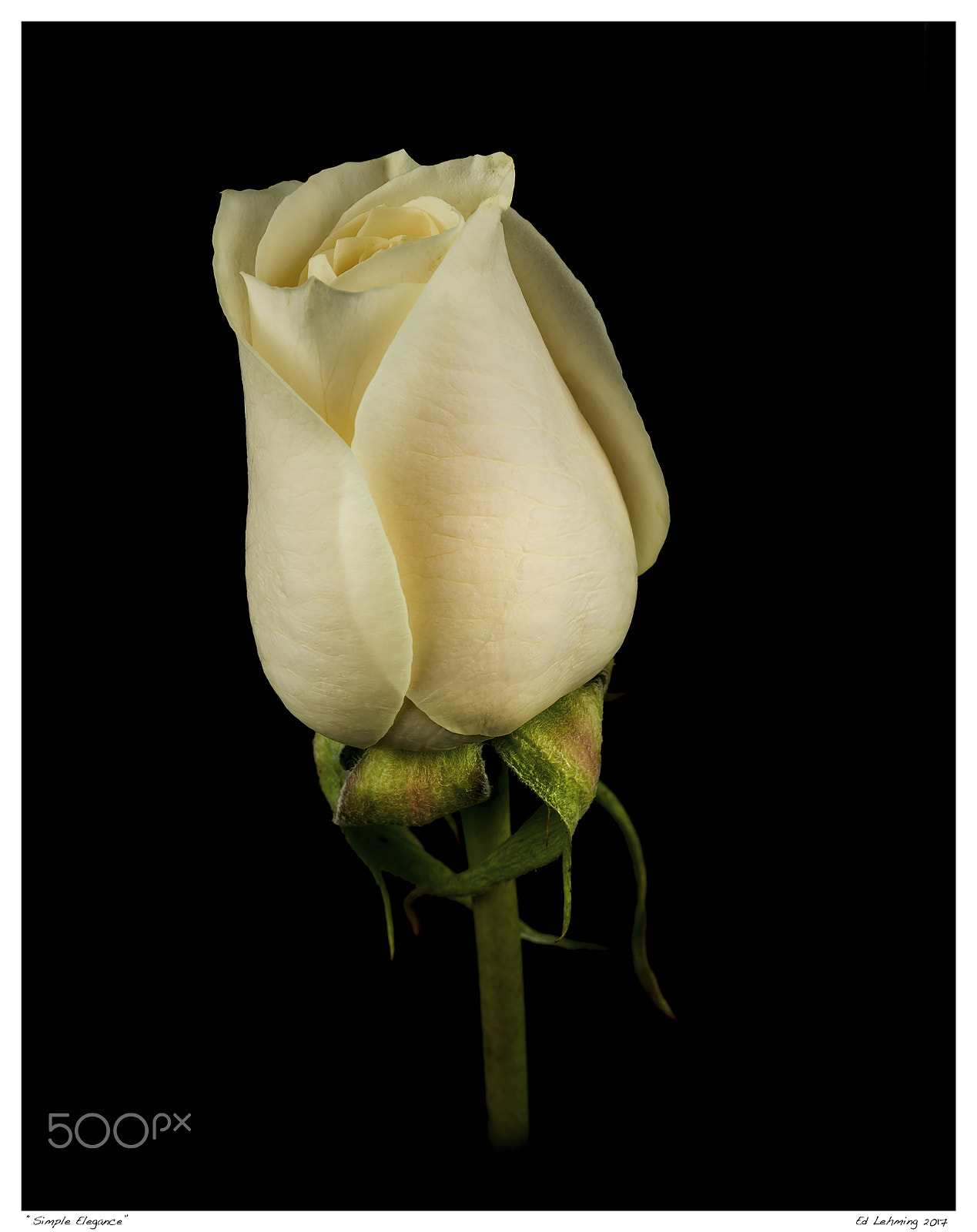 Nikon D800 sample photo. Simple elegance photography