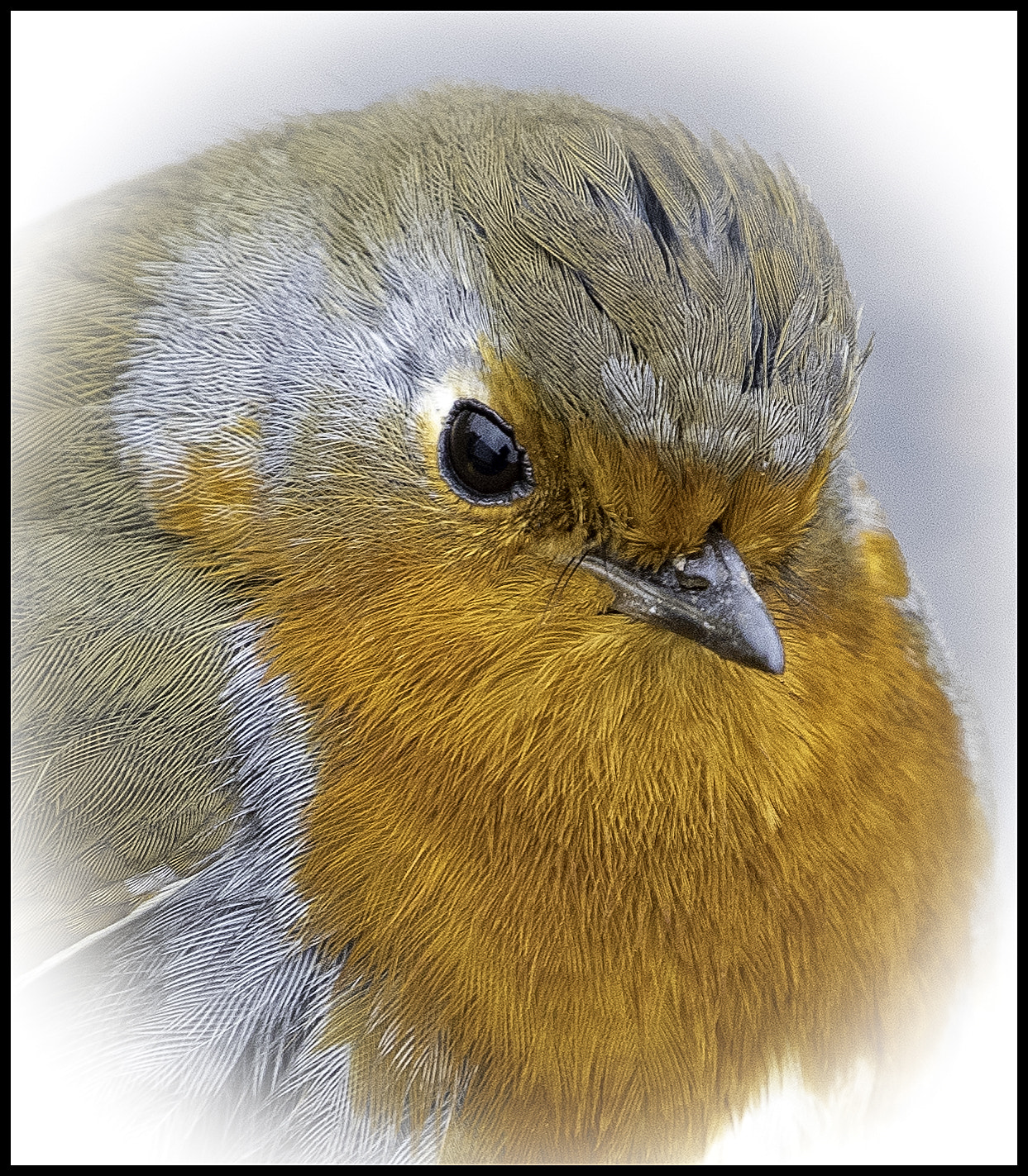Nikon D500 sample photo. Mr robin photography