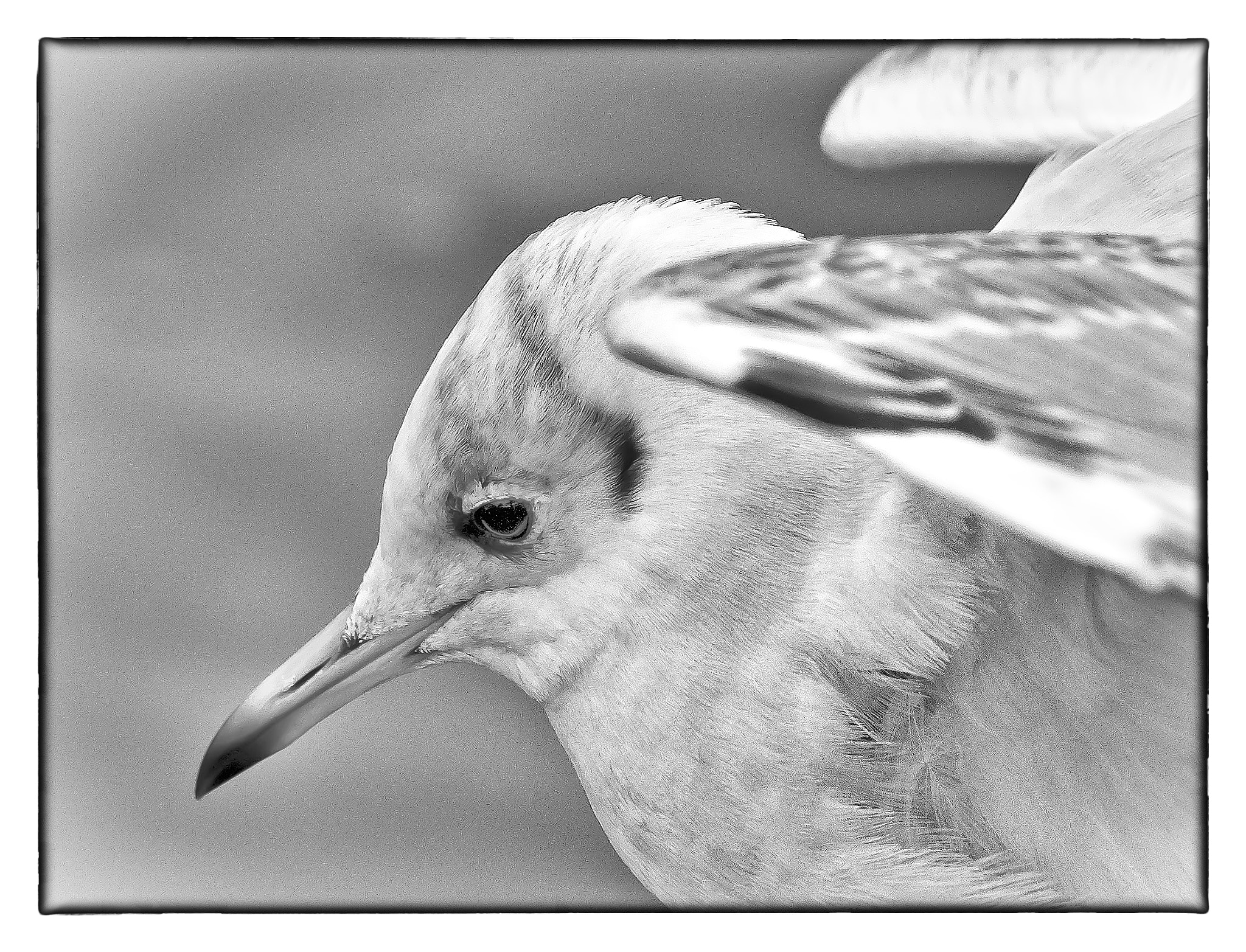 Nikon D500 sample photo. Watching photography