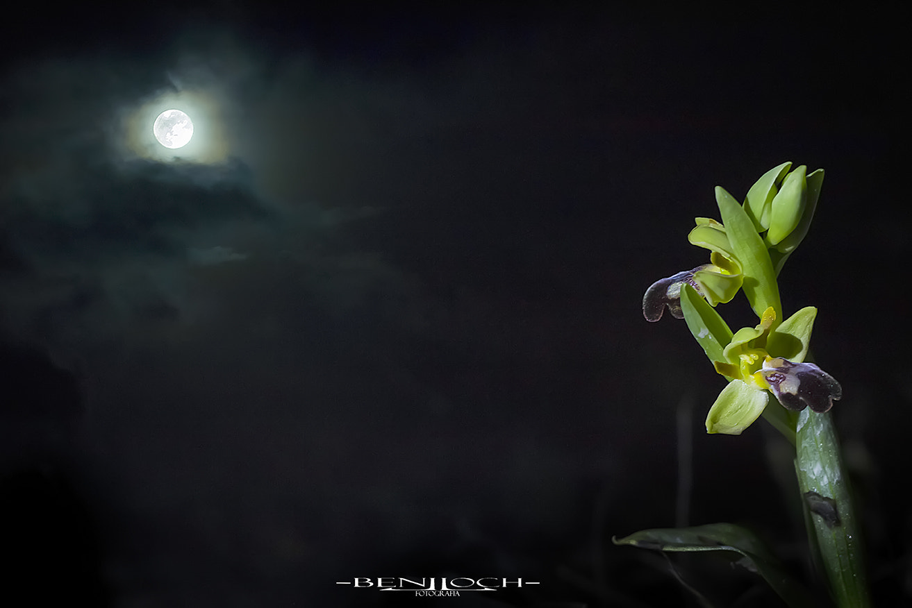 Sigma APO Macro 150mm f/2.8 EX DG HSM sample photo. Date with the moon. photography