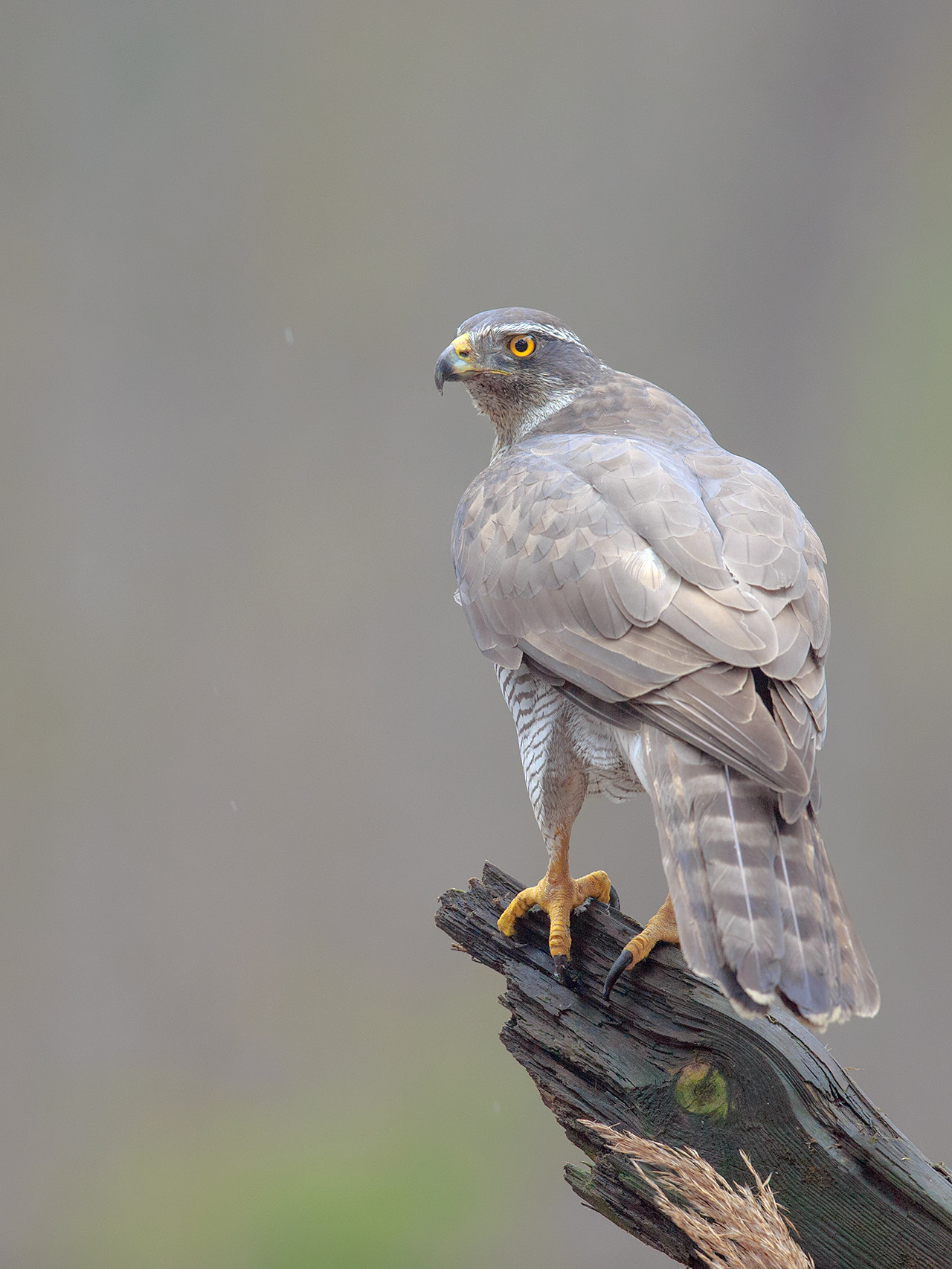 Canon EF 600mm F4L IS II USM sample photo. Northern goshawk,  female.  photography