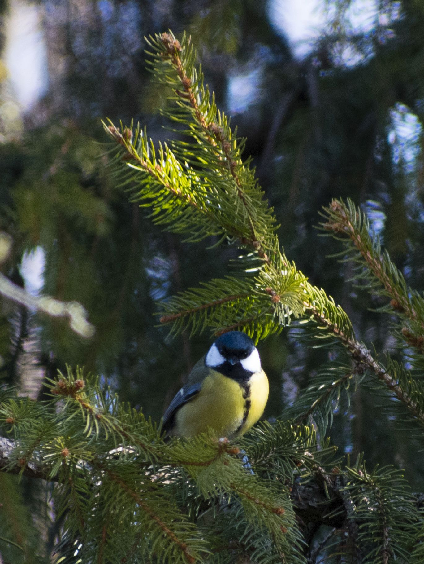 Nikon D5600 + Sigma 70-300mm F4-5.6 DG OS sample photo. In green photography