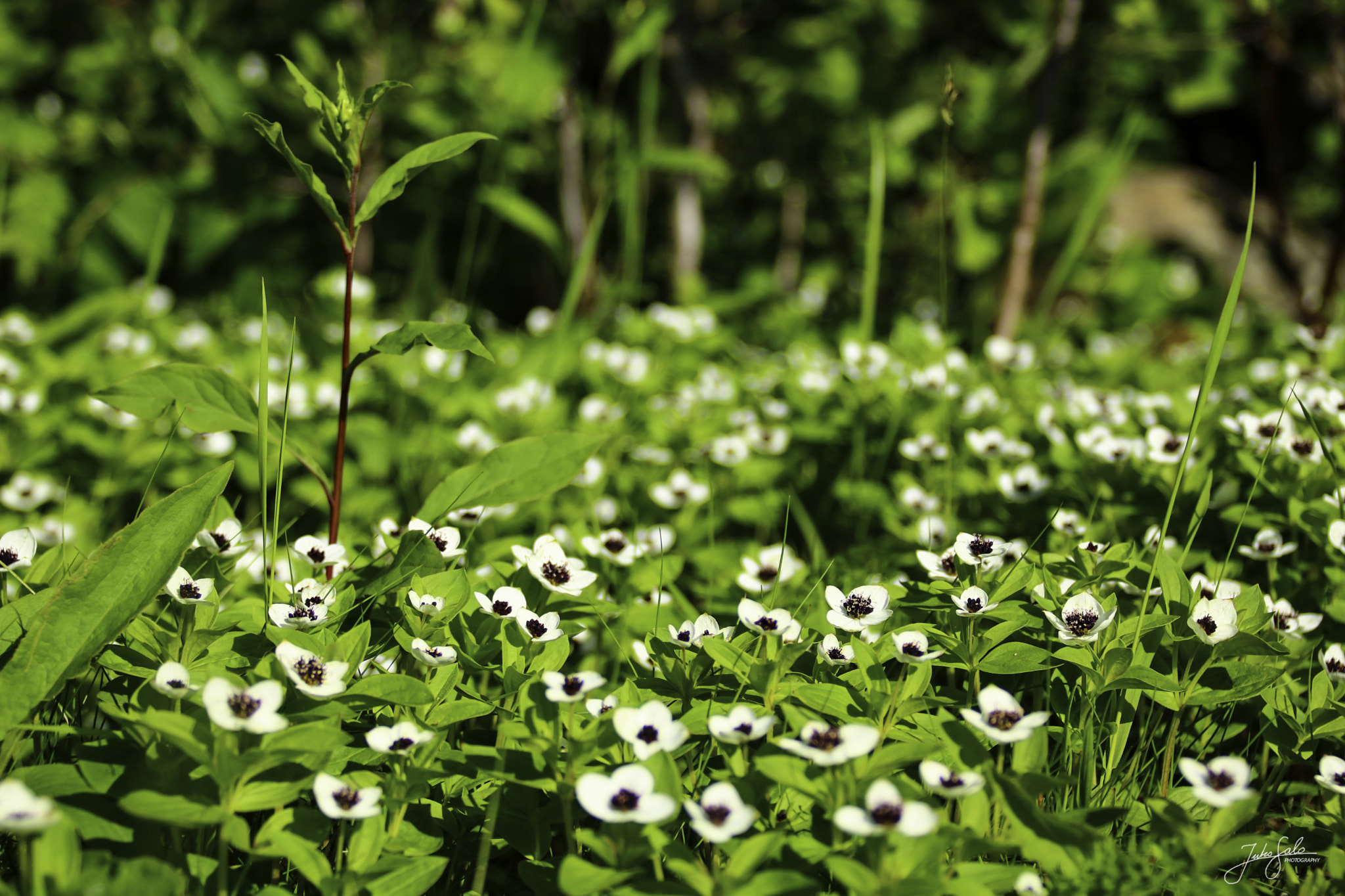 Canon EF 75-300mm F4.0-5.6 IS USM sample photo. Flower sea. photography