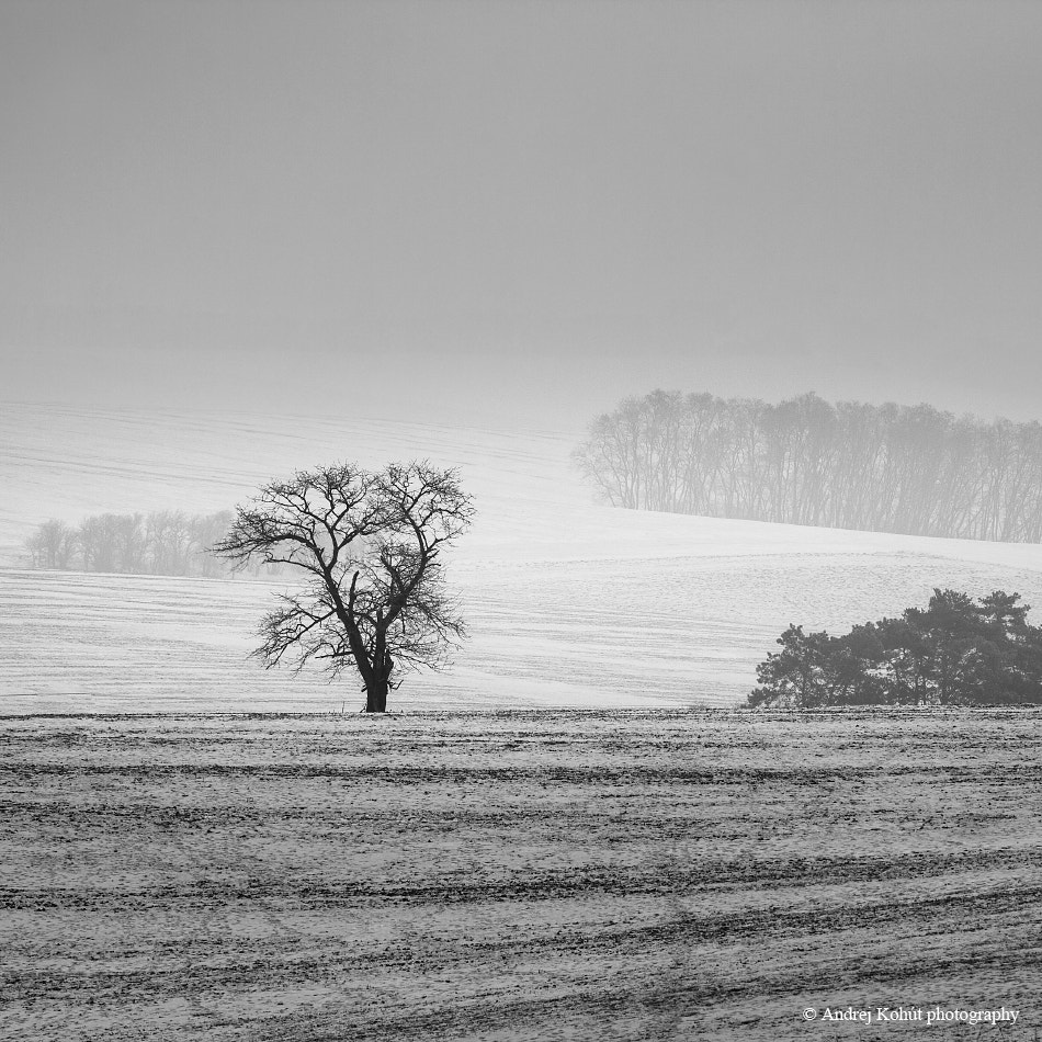 Canon EOS 1000D (EOS Digital Rebel XS / EOS Kiss F) sample photo. Foggy and cold fields photography