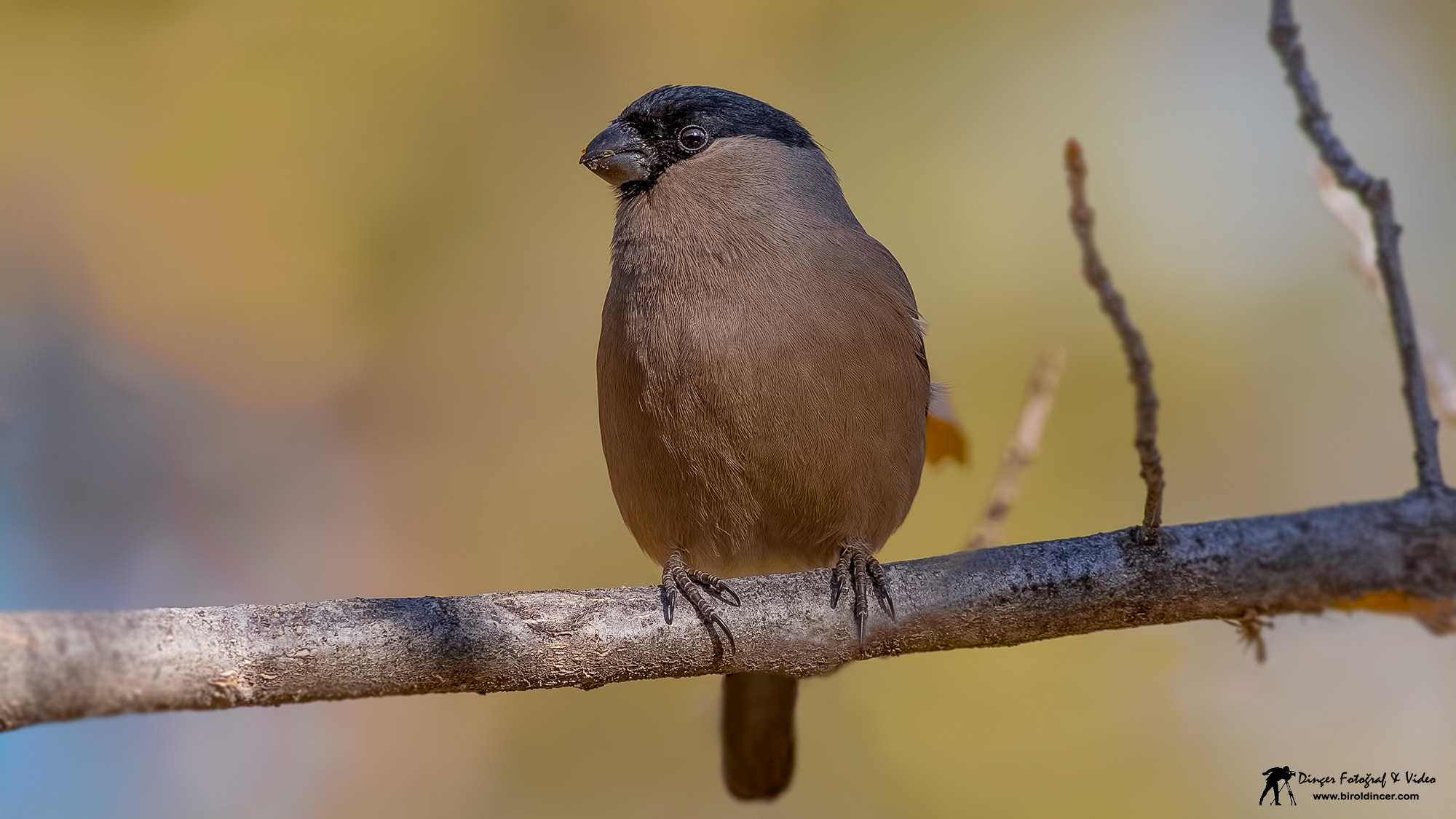 Canon EOS 70D + Canon EF 400mm F5.6L USM sample photo. Şakrak(eurasian bullfinch) photography