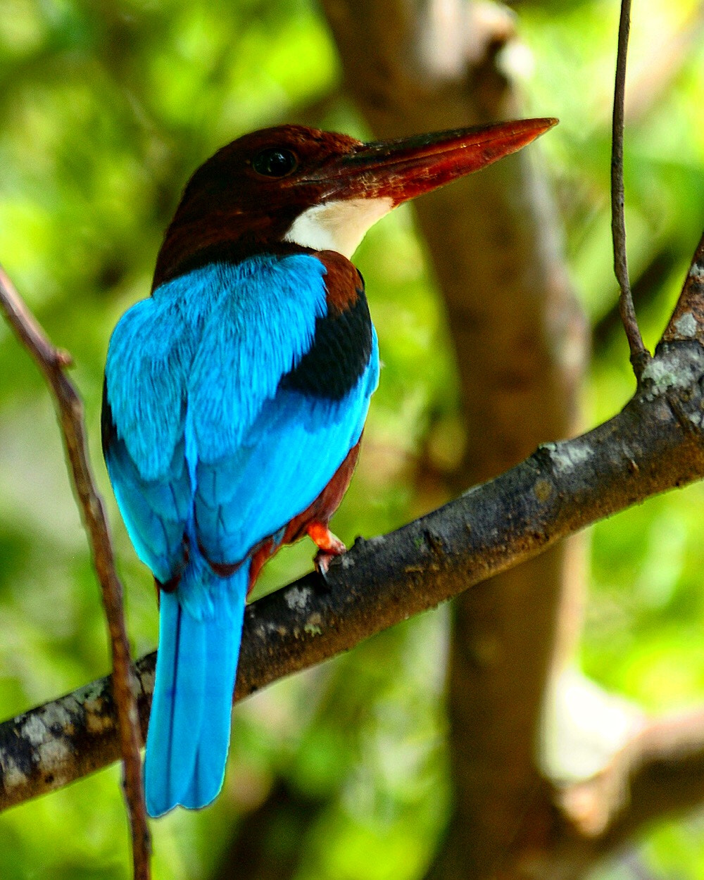 Nikon D300S sample photo. King fisher photography