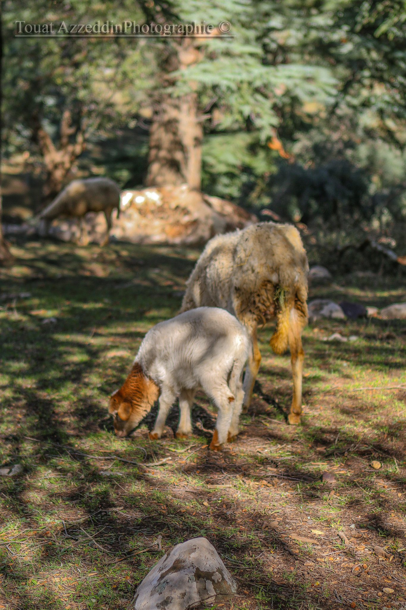 Canon EF 24-70mm F2.8L USM sample photo. Animale photography