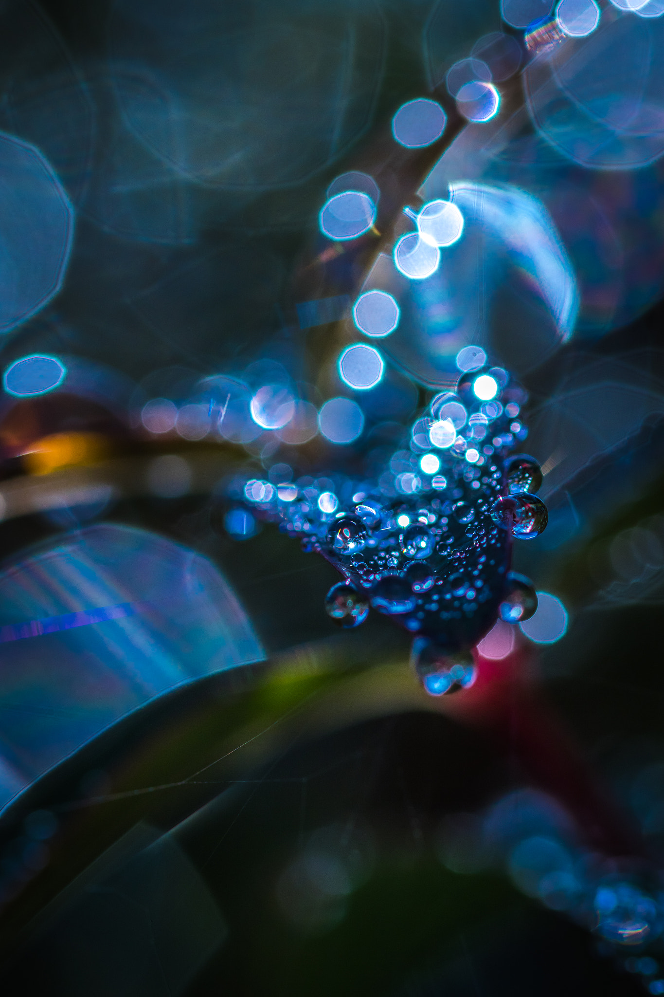 Sigma 105mm F2.8 EX DG OS HSM sample photo. Light the drops photography