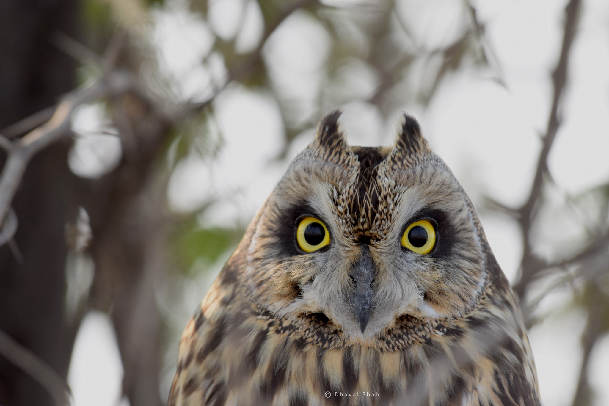 Nikon D5300 + Zeiss Milvus 85mm f/1.4 sample photo. Short eared owl photography