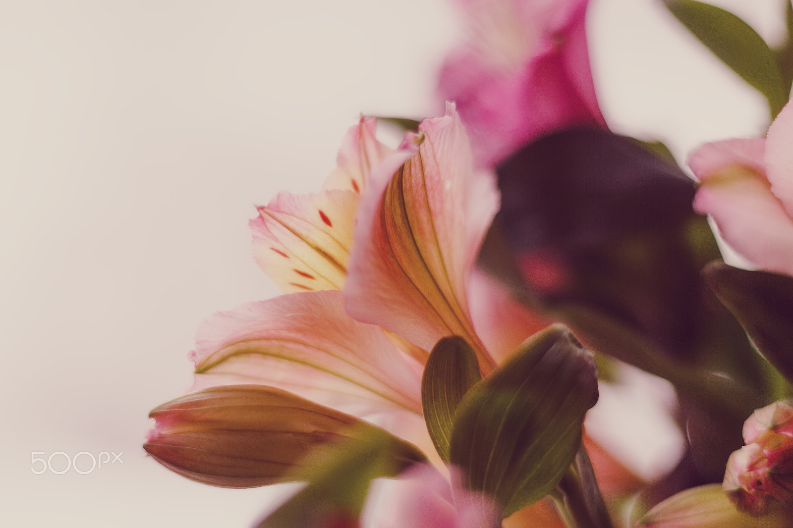 Canon EOS 650D (EOS Rebel T4i / EOS Kiss X6i) + Canon EF 50mm F1.8 STM sample photo. Flower photography