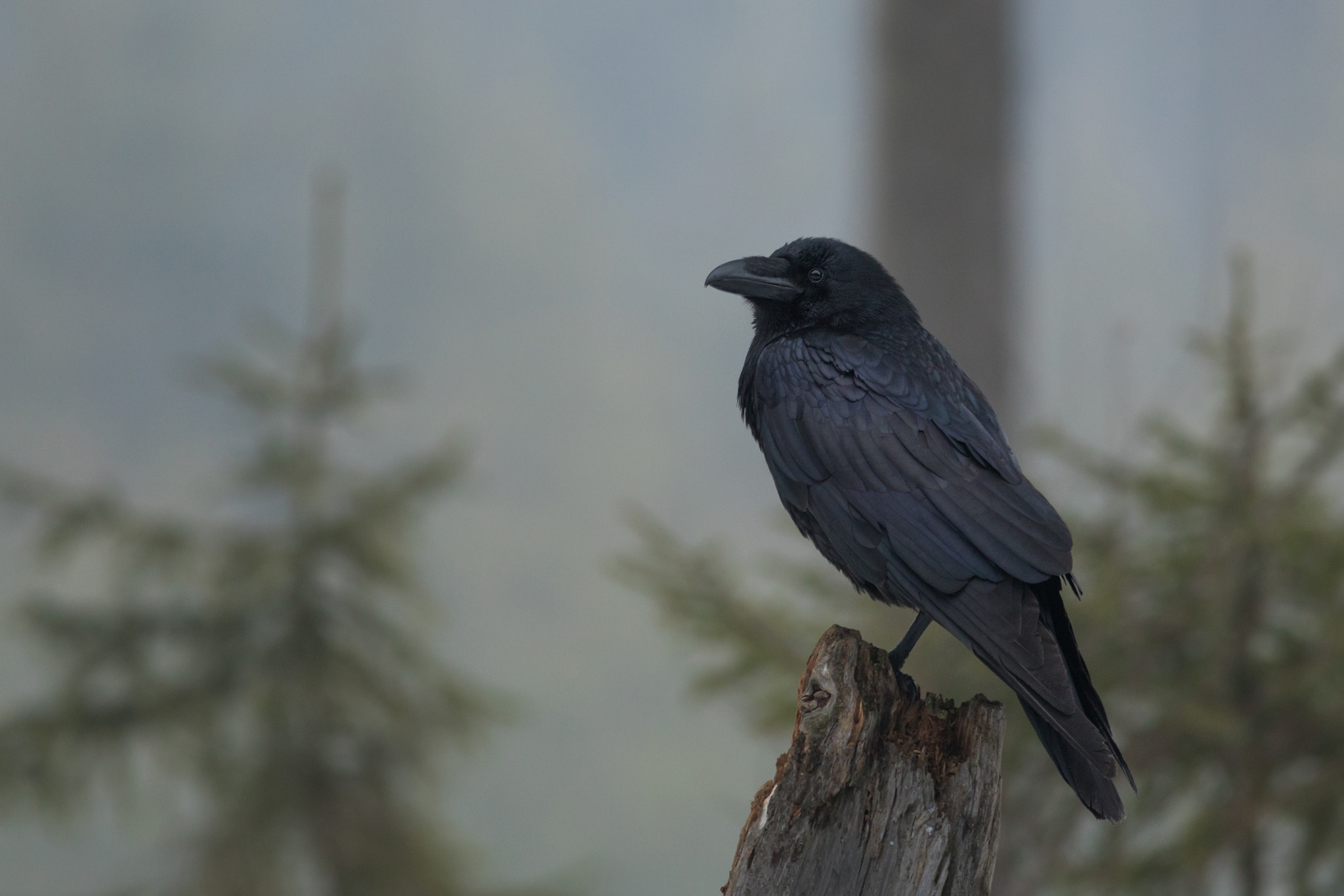 Canon EF 400mm F5.6L USM sample photo. Morning krkavec velký (corvus corax) photography