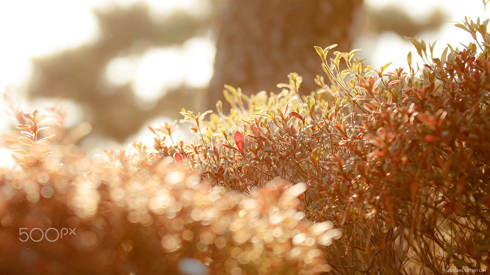 Canon EF 70-200mm F2.8L IS II USM sample photo. 햇살이 비치는 photography