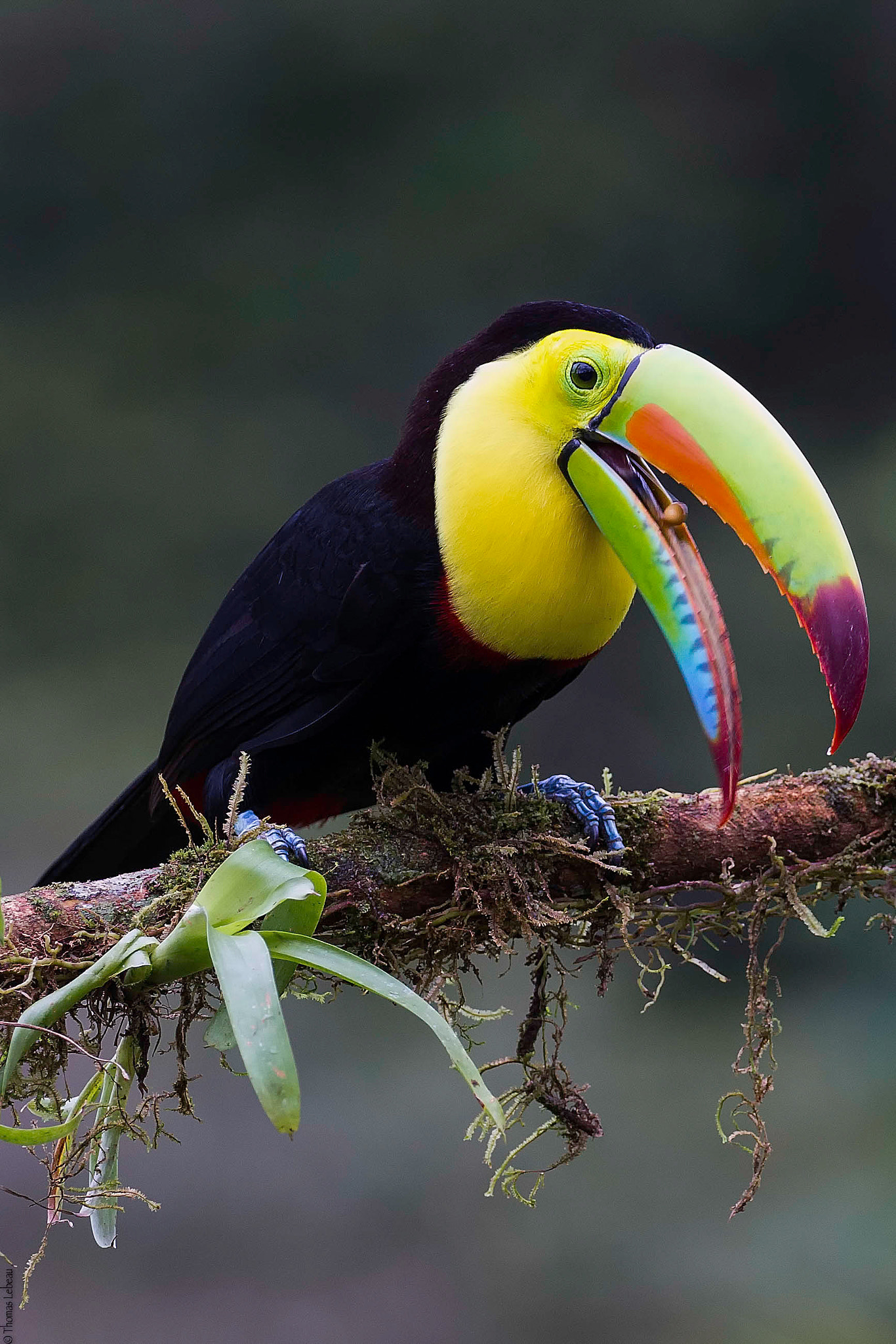 Canon EOS-1D Mark IV + Canon EF 100-400mm F4.5-5.6L IS II USM sample photo. Keel-billed toucan photography