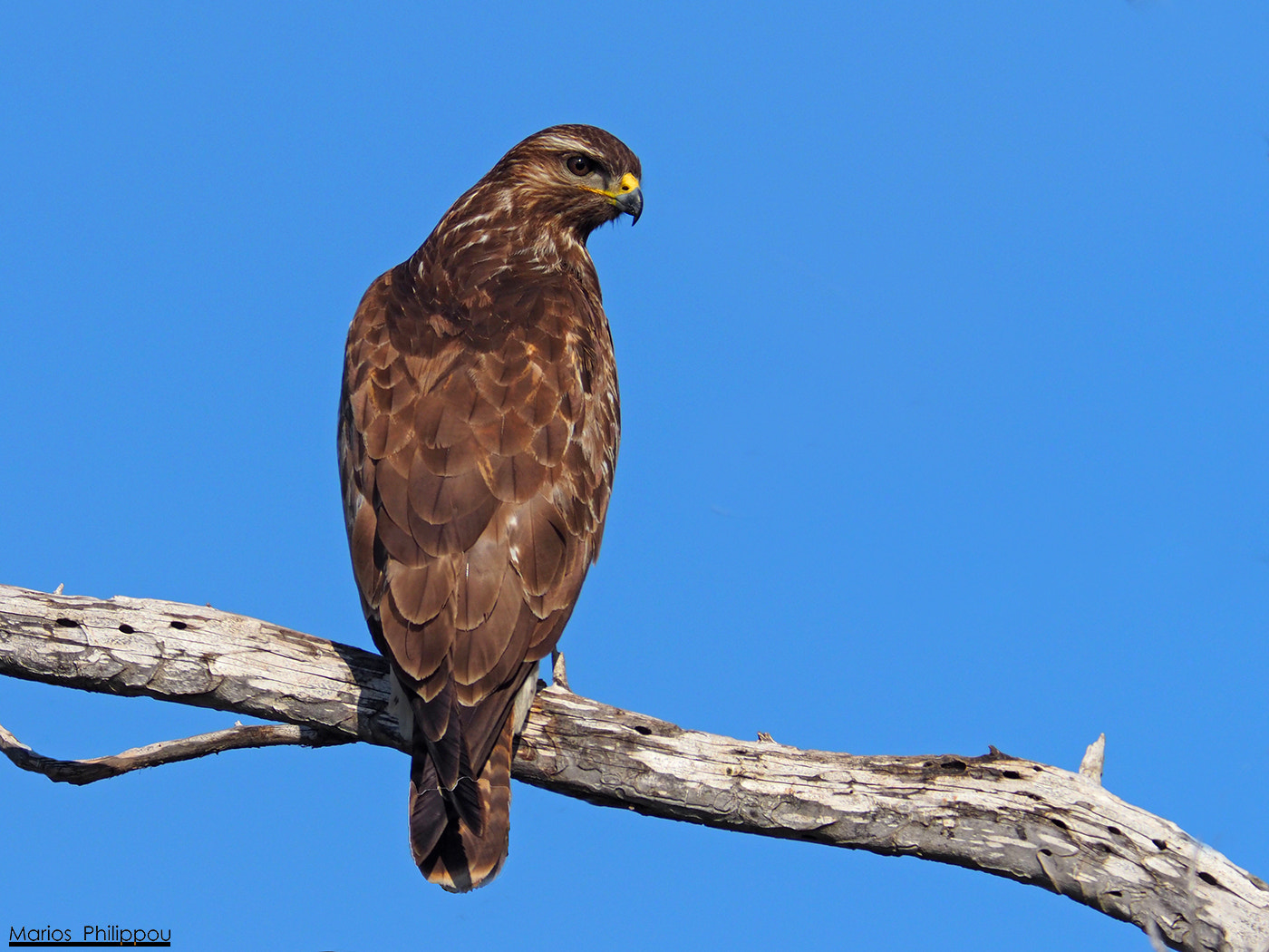 OLYMPUS 300mm Lens sample photo. Common buzzard photography