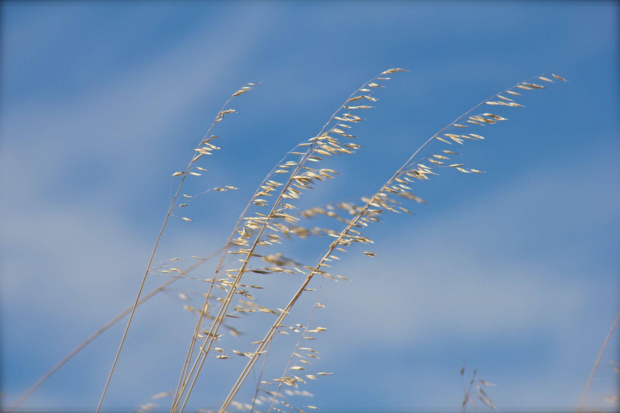 Canon EOS 550D (EOS Rebel T2i / EOS Kiss X4) + EF75-300mm f/4-5.6 sample photo. Flore photography