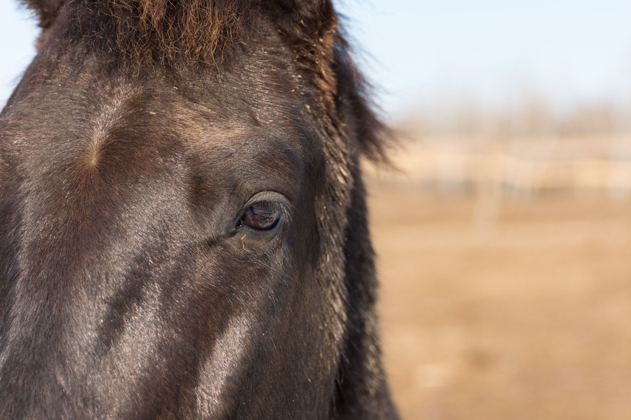 Tamron SP 70-300mm F4-5.6 Di USD sample photo. Horse 7 photography