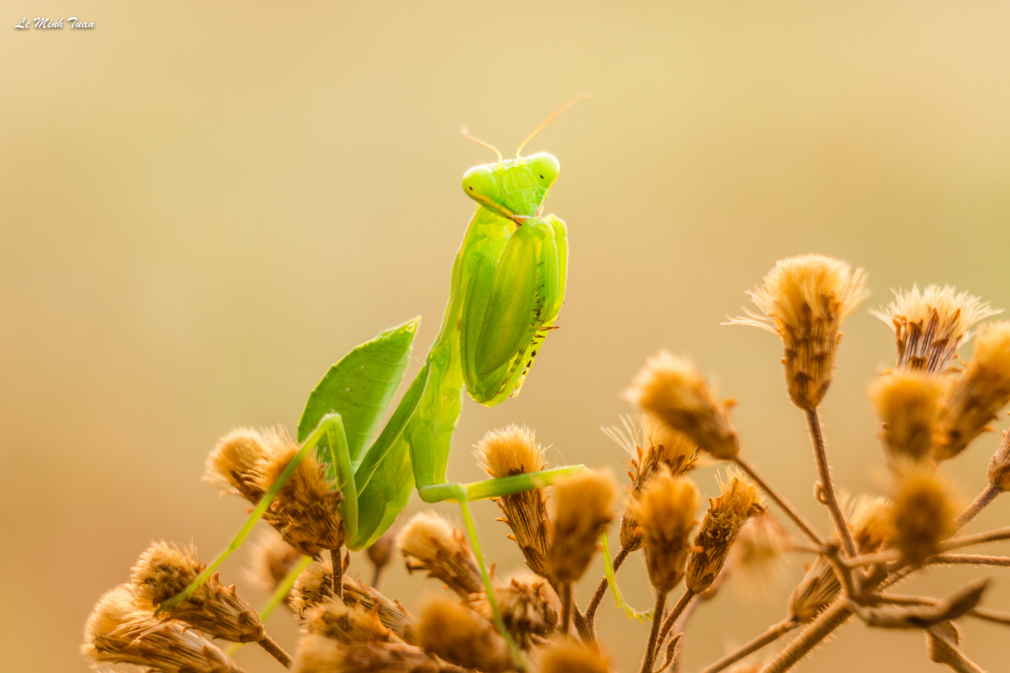 Sony Alpha NEX-7 + Sony E 55-210mm F4.5-6.3 OSS sample photo. Praying mantis photography