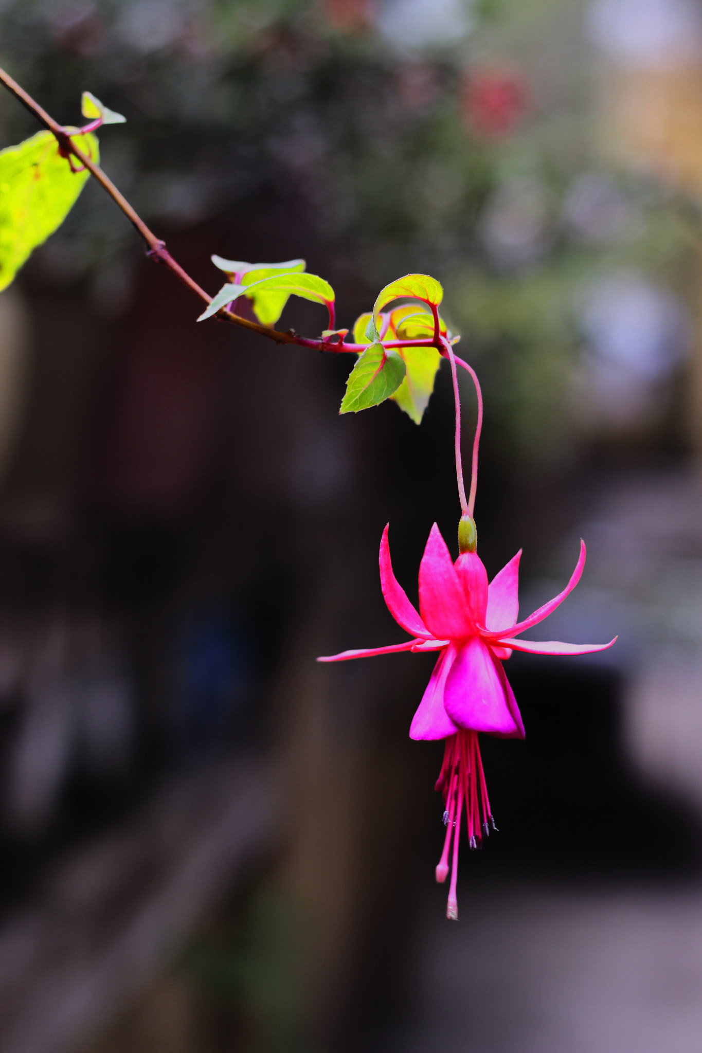 Canon EOS 600D (Rebel EOS T3i / EOS Kiss X5) sample photo. Bell of summer photography