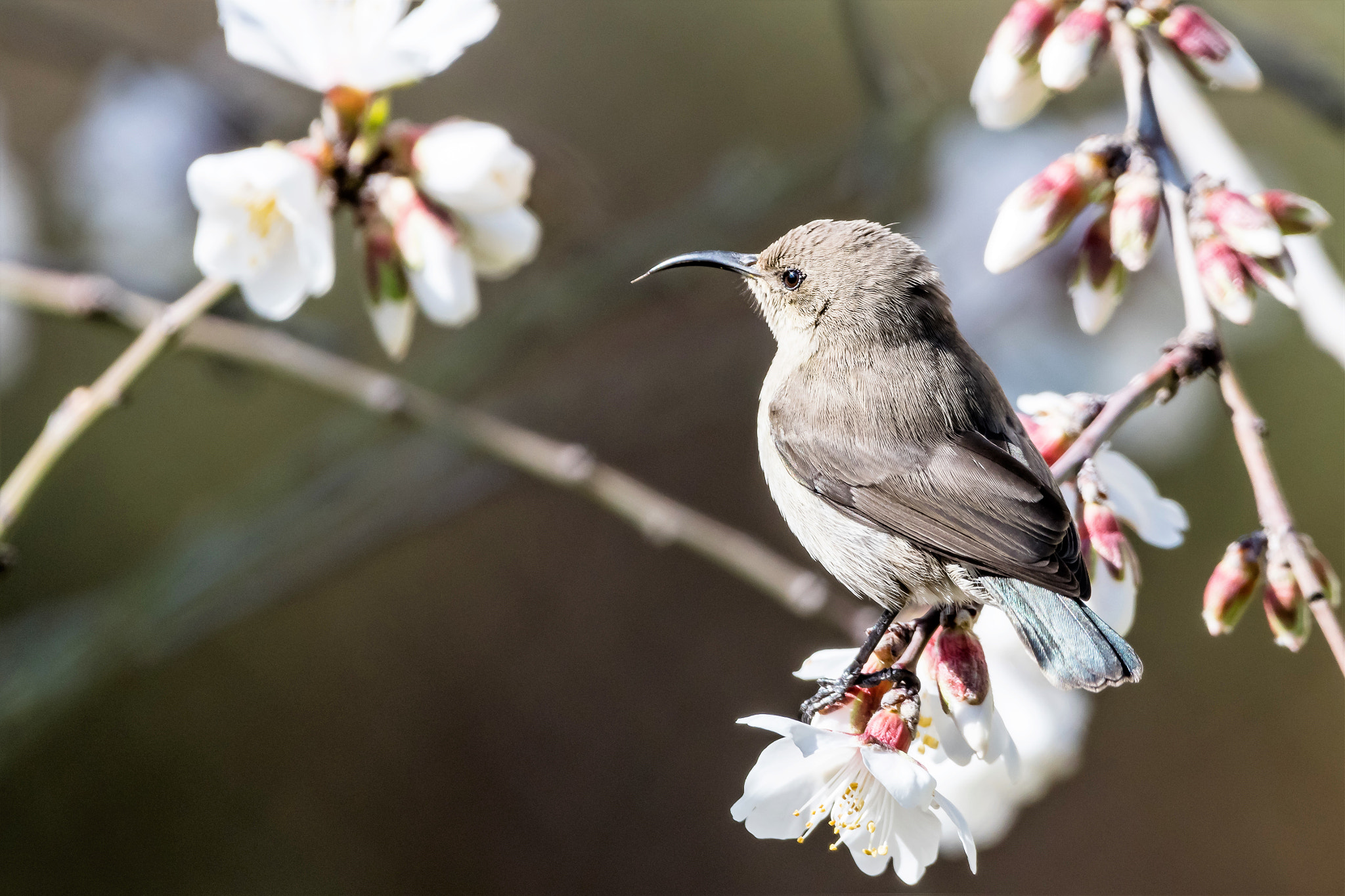 Sigma 150-600mm F5-6.3 DG OS HSM | C sample photo. Cute tiny bird photography