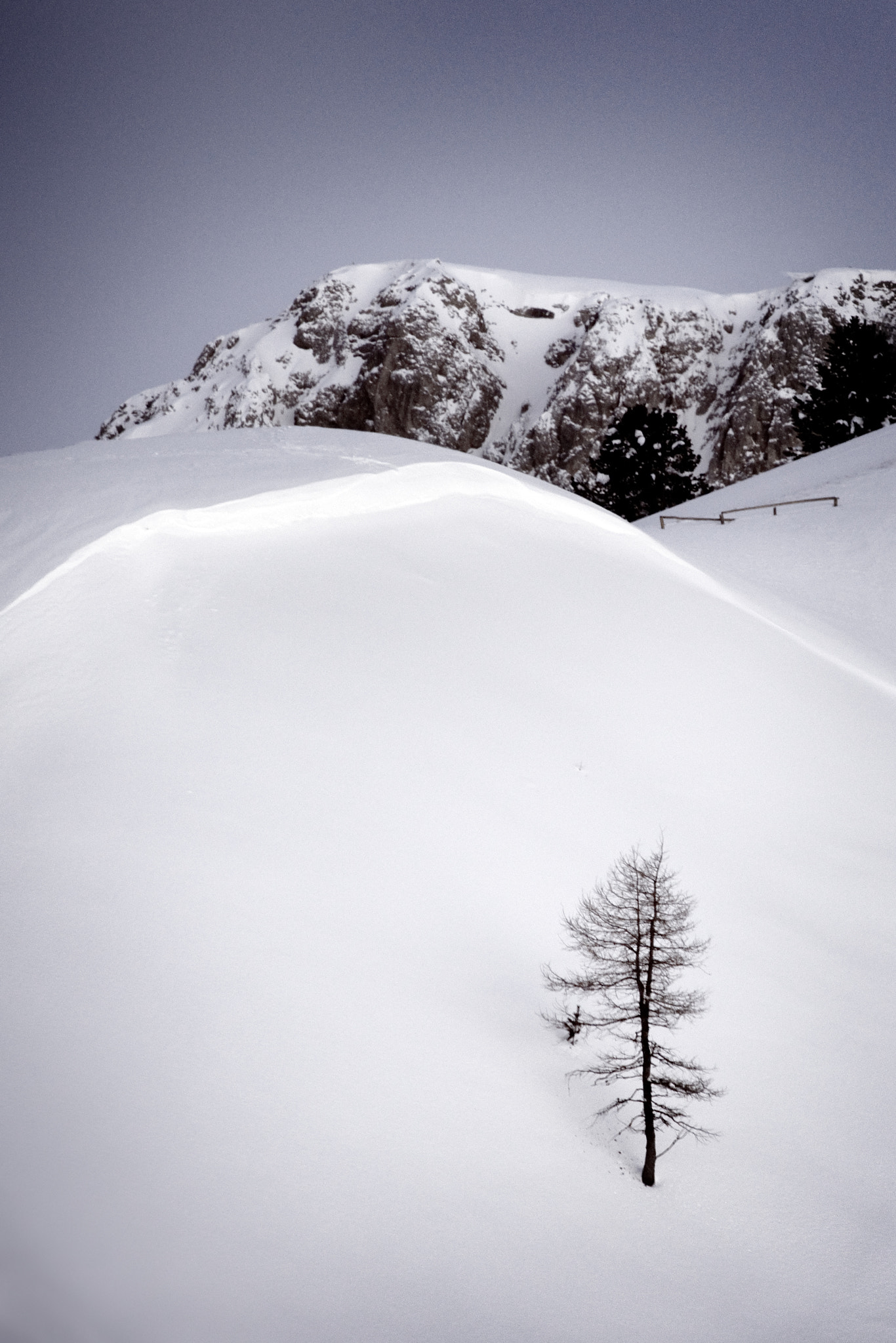 Sony Alpha DSLR-A850 + Minolta/Sony AF 70-200mm F2.8 G sample photo. Lonely tree photography