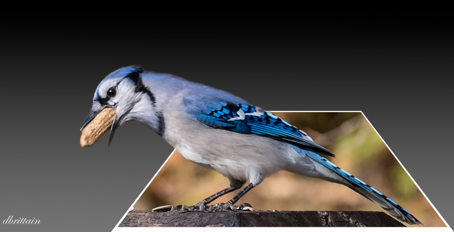 Fujifilm X-T1 + Fujifilm XF 50-140mm F2.8 R LM OIS WR sample photo. Pop out blue jay photography