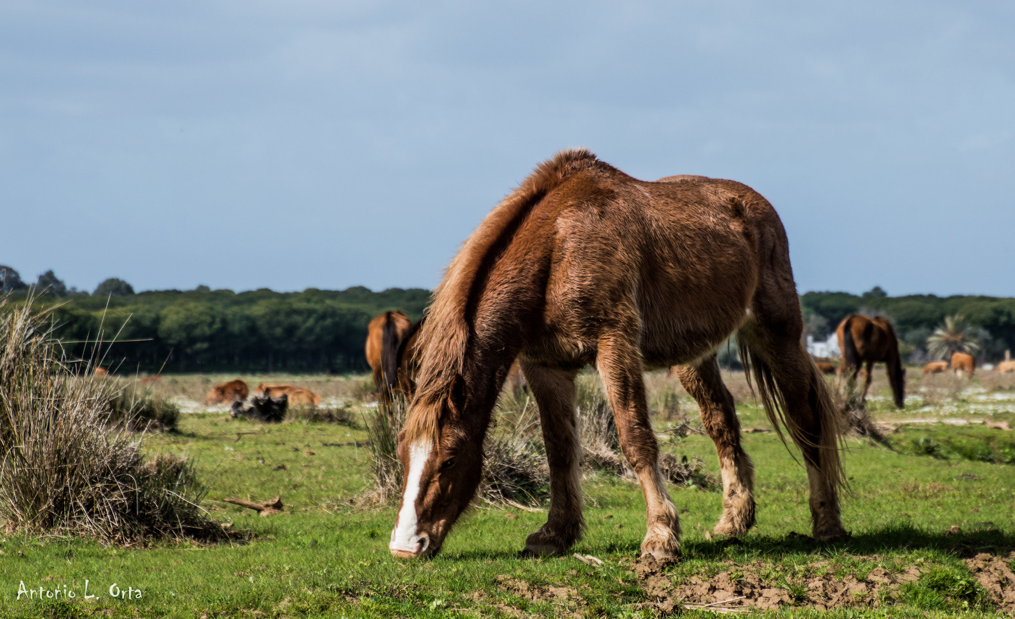 Nikon D3200 sample photo. Pastando a gusto photography