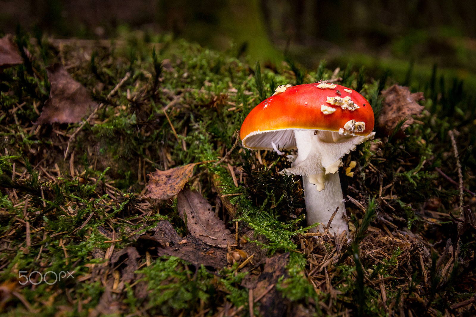 Sony SLT-A77 sample photo. Lonley flying mushroom photography