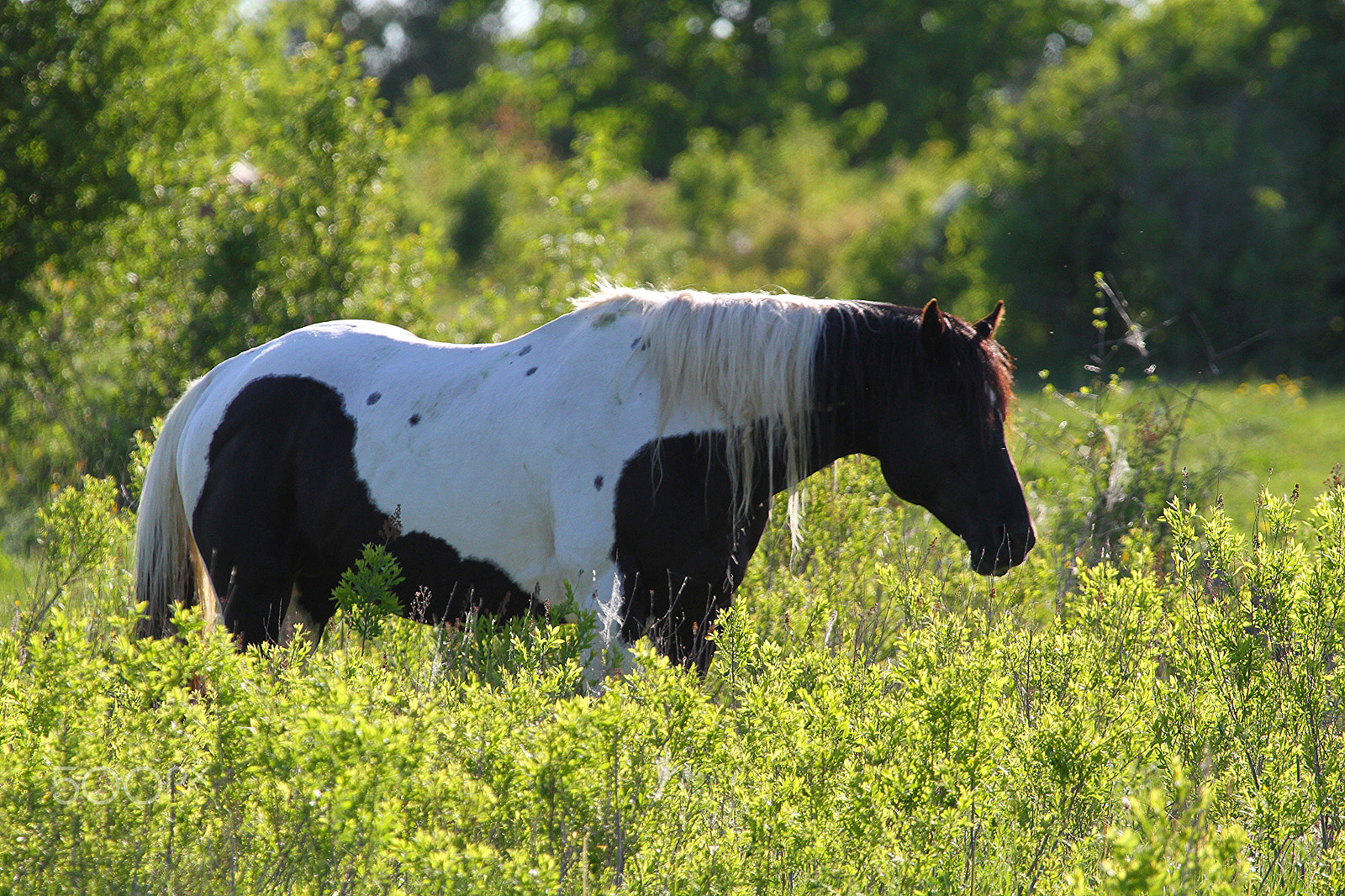 Canon EF 100-400mm F4.5-5.6L IS USM sample photo. A horse in the meadows photography