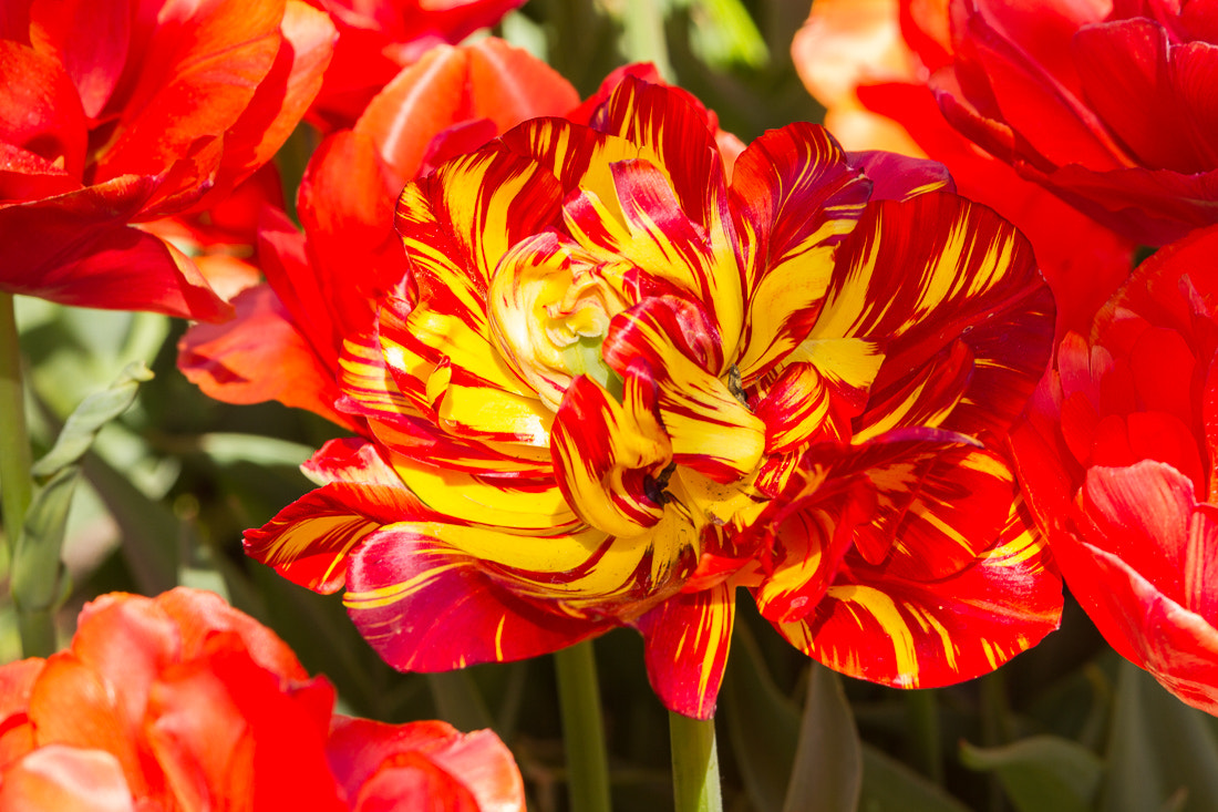 Canon EOS 7D + Tamron AF 28-75mm F2.8 XR Di LD Aspherical (IF) sample photo. Yellow and red tulip photography