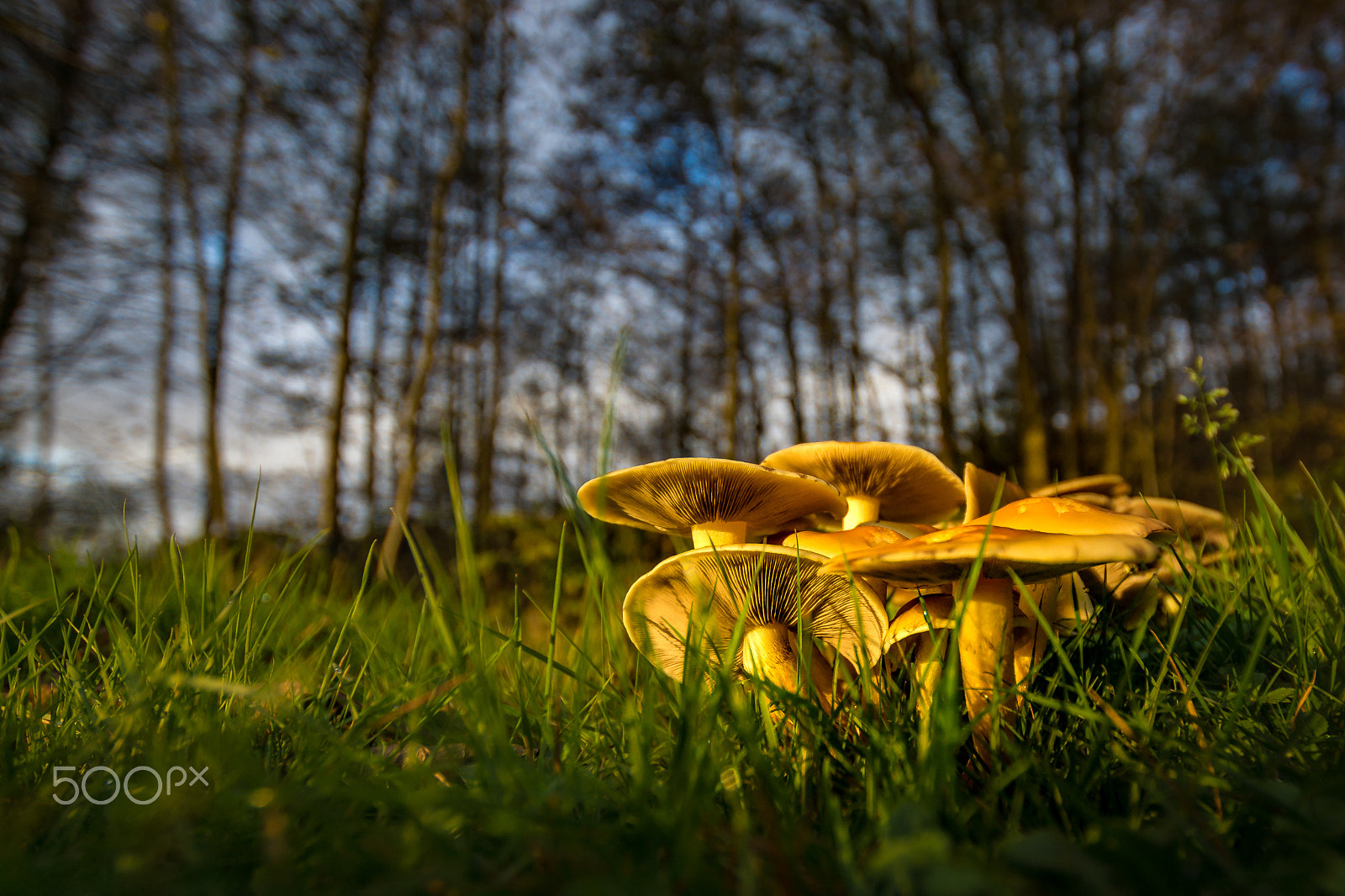 Sony SLT-A77 + Sigma 10-20mm F3.5 EX DC HSM sample photo. Group of mashrooms photography