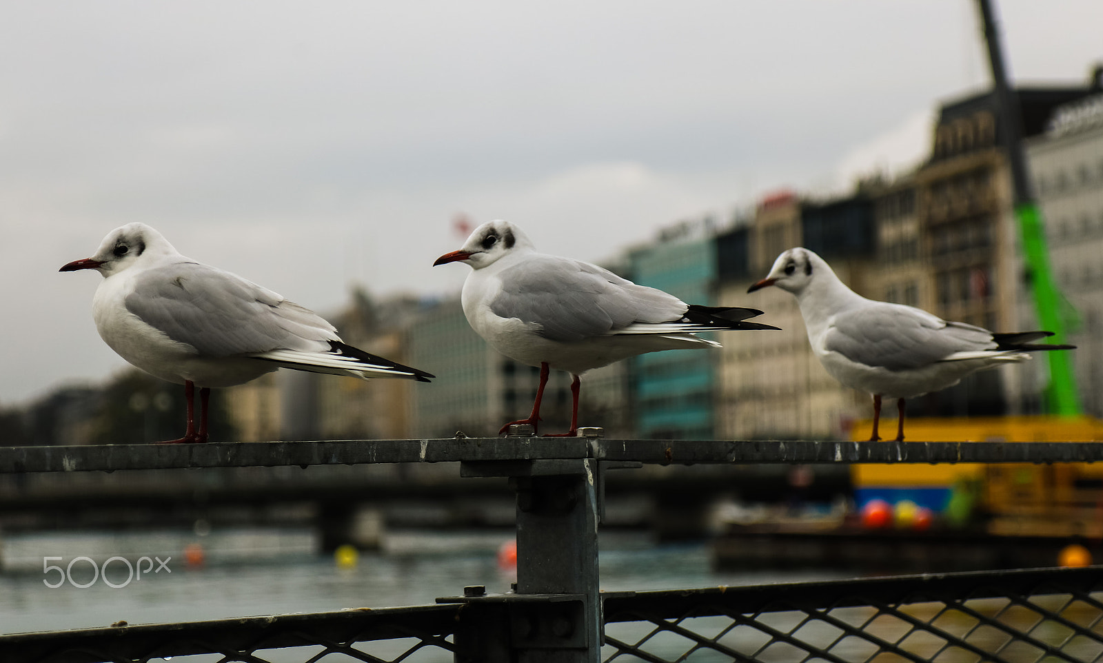 Canon EOS 750D (EOS Rebel T6i / EOS Kiss X8i) sample photo. Lined up/ aufgereiht photography