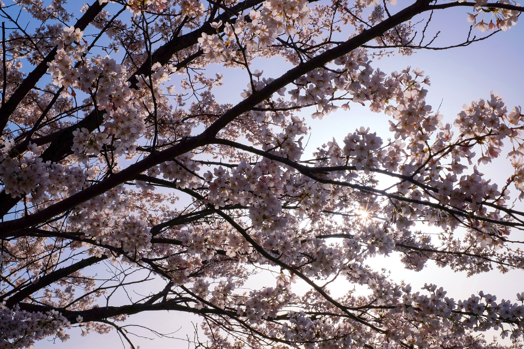 Fujifilm X-M1 sample photo. Cherry blossoms in full bloom photography