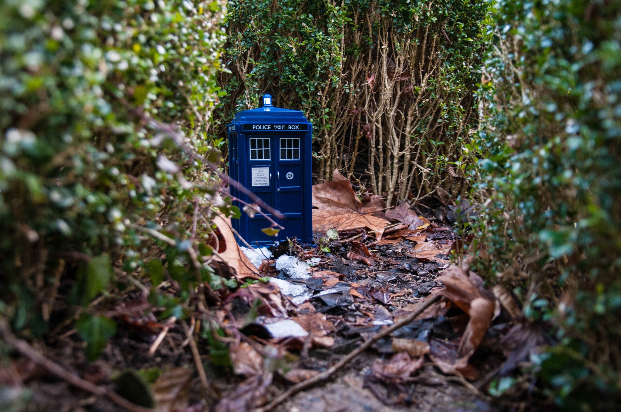 Nikon D300 + Sigma 17-70mm F2.8-4.5 DC Macro Asp. IF sample photo. Tardis 6 photography