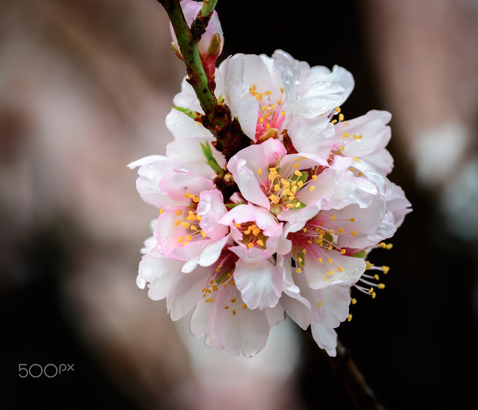 Nikon AF-S Nikkor 70-200mm F4G ED VR sample photo. 34-17 photography