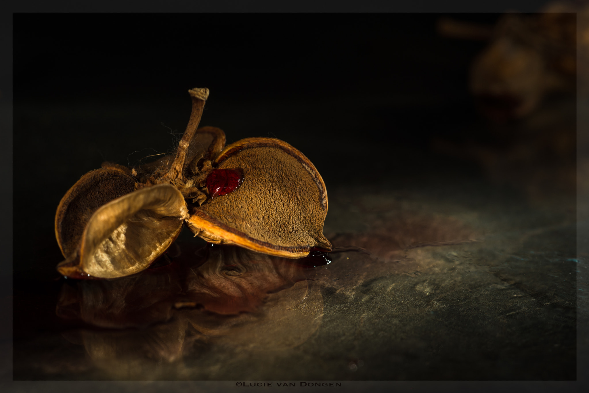 Nikon D610 + Nikon AF Micro-Nikkor 60mm F2.8D sample photo. Écorce photography