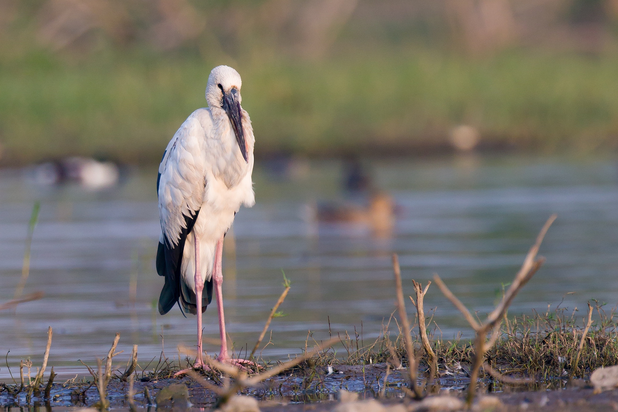 Canon EOS 700D (EOS Rebel T5i / EOS Kiss X7i) + Canon EF 300mm F2.8L IS II USM sample photo. Asian openbill photography