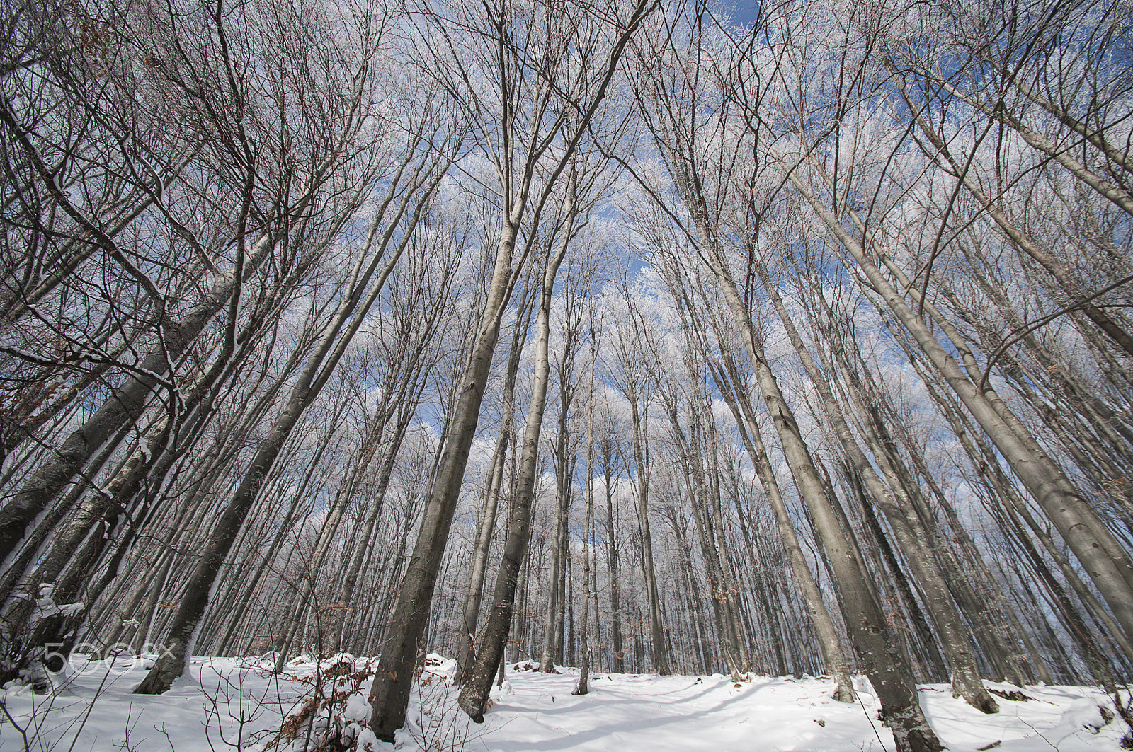 Nikon D90 + Tamron SP AF 10-24mm F3.5-4.5 Di II LD Aspherical (IF) sample photo. Winter forest photography
