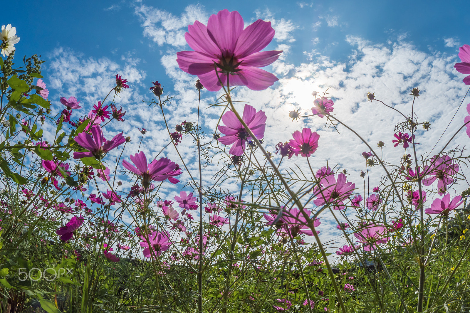 OLYMPUS M.8mm F1.8 sample photo. Taiwan photography